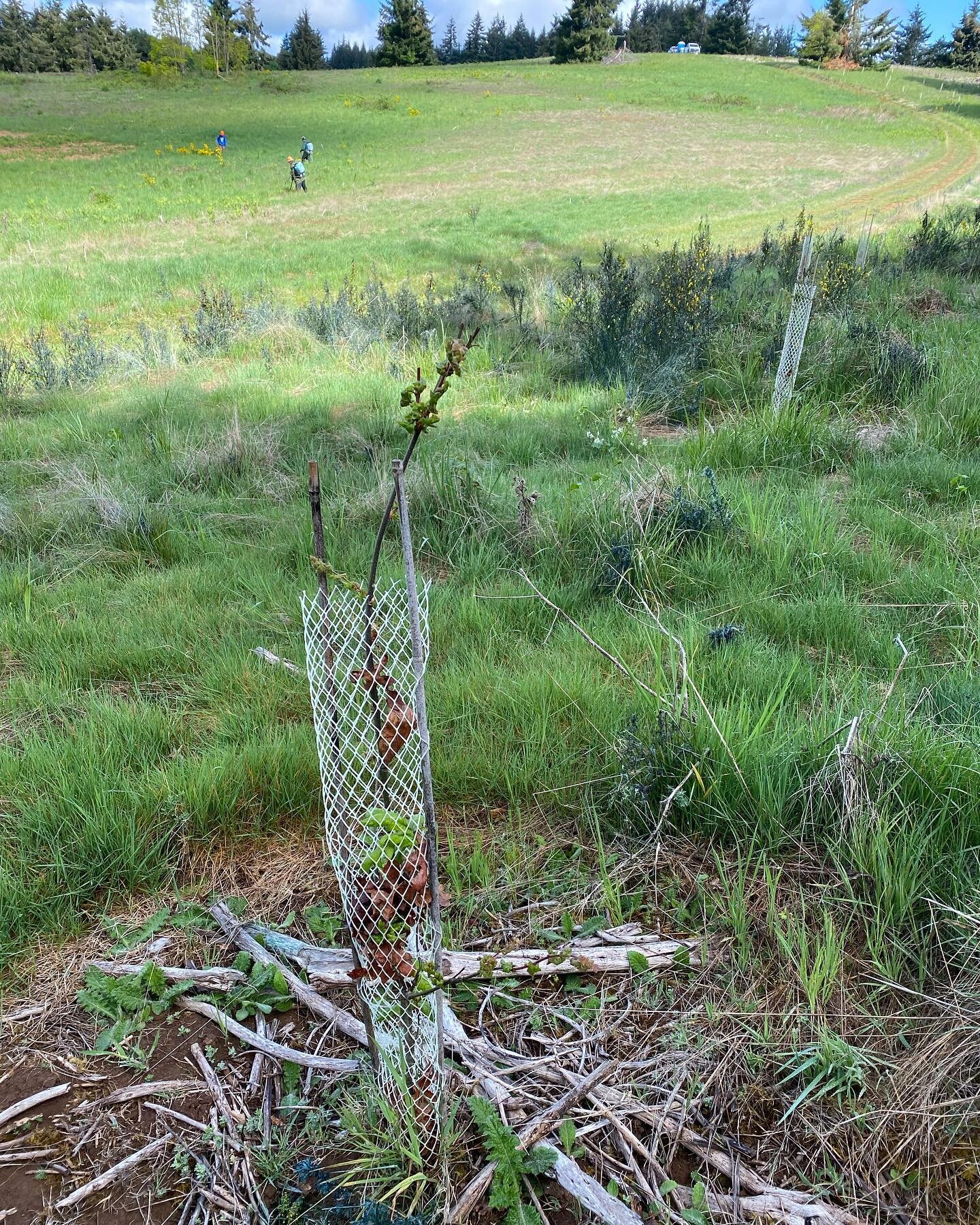 Was out with a crew spraying Scotch broom in the #eolaamityhills and spotted this lil 3 year old oak emerging from its protective tube, go buddy! Swipe ➡️ to see its sibling&rsquo;s epic fail&hellip; somehow putting all new growth sideways out of the