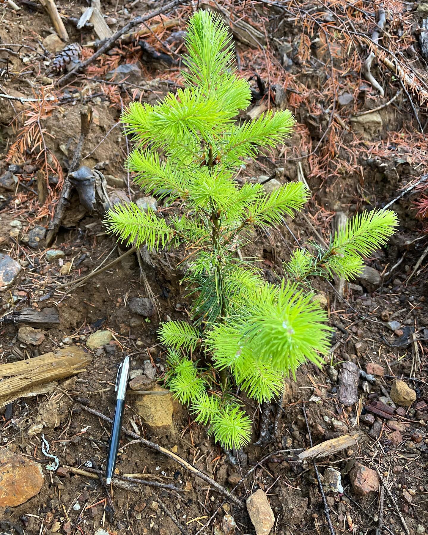 Happy to see some of our plantings (like this DF plug) doing so well despite a very crispy spring. TMF has been sowing our own seedlings through partnering nurseries since 2018- an added benefit for our clients. Besides Douglas-fir, we&rsquo;ve been 