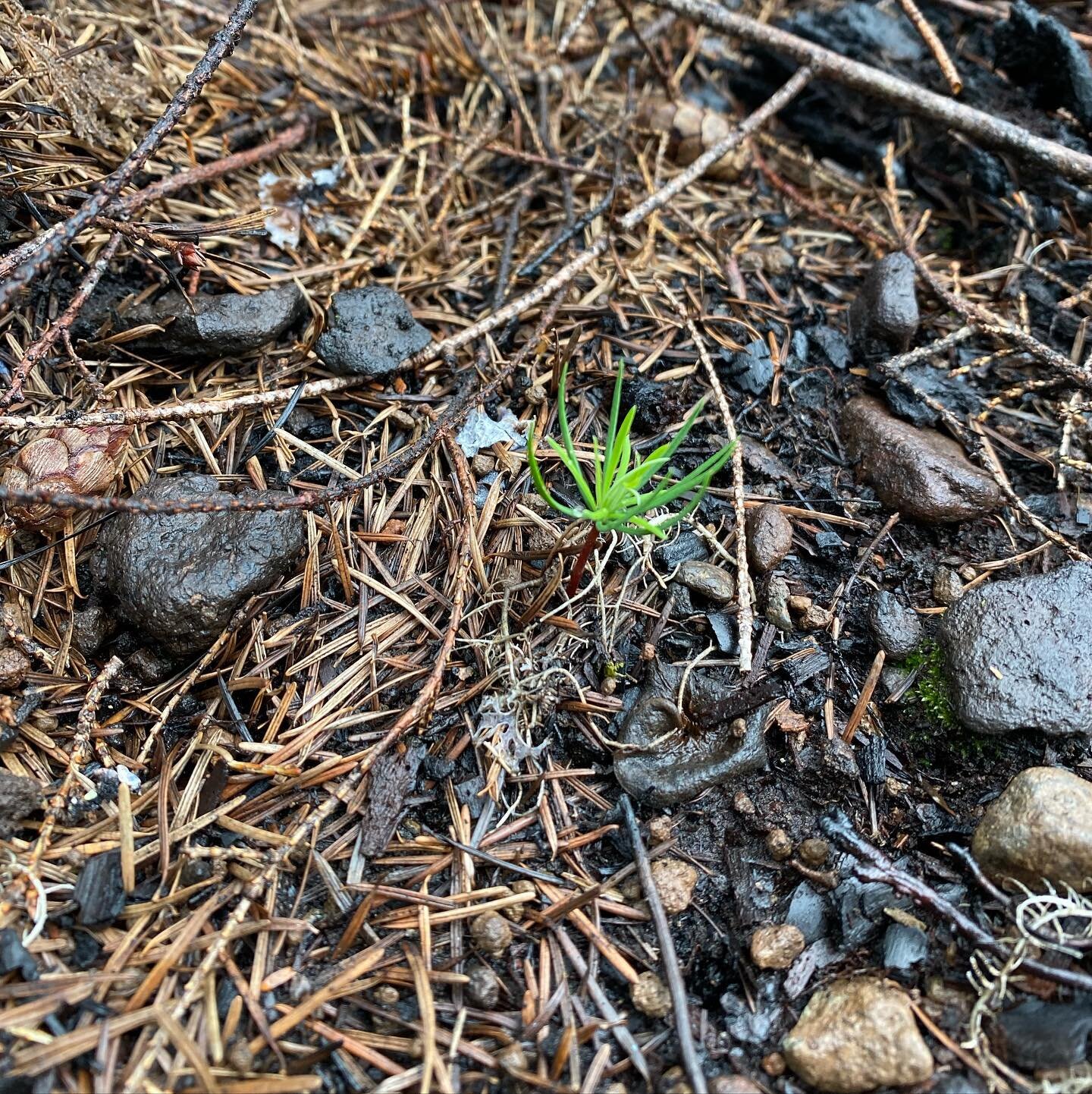 The final gift! Spotting some natural regeneration in the burn where seed fell from mature, fire-killed Douglas-fir (seen here) and western hemlock post-burn. While this site experienced over 99% mortality in the fire, it was luckily not a crown fire