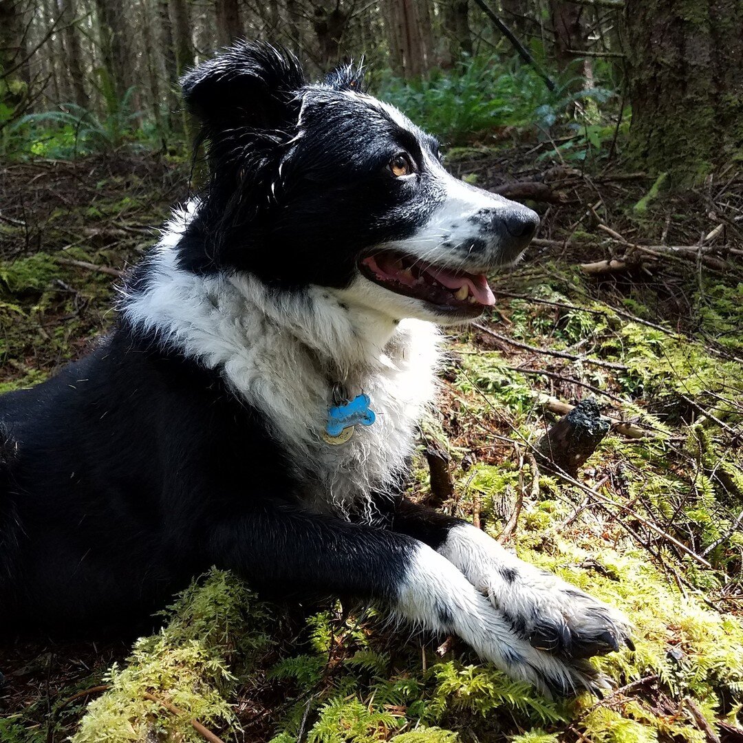 The Consultant, the annual journal of the Association of Consulting Foresters, recently featured &quot;Four on the Forest Floor: Stories of Foresters' Faithful Companions&quot;. 

It inspired us to share Trout Mountain Forestry's furry staff. 

1: Lu