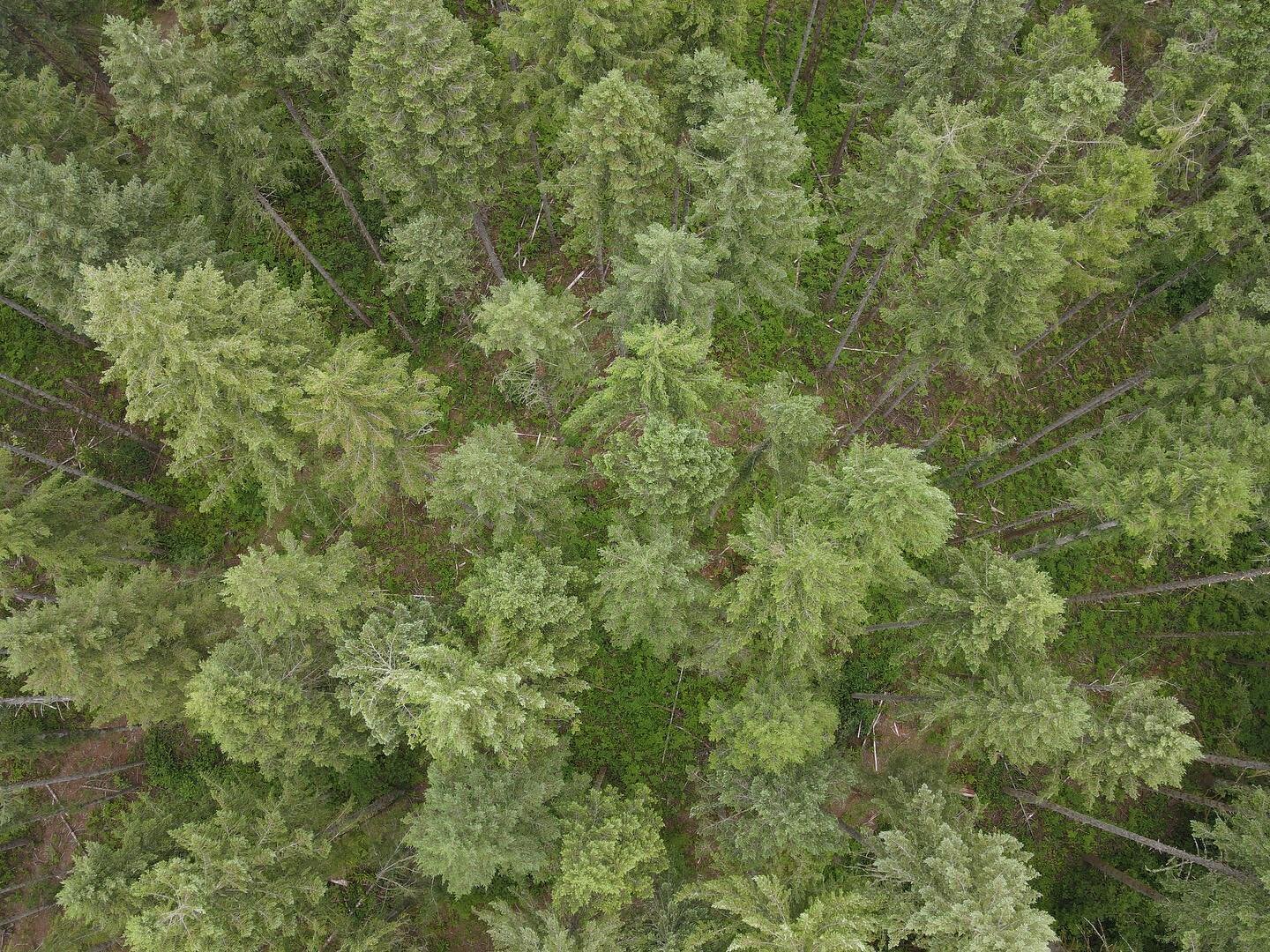 Drone imagery of mature conifer forests is so fun to look at, so many shades or green and geometric patterns within each tree crown! This image shows an approximately 70-year-old Douglas-fir stand near Silver Falls that was thinned in 2019 as part of