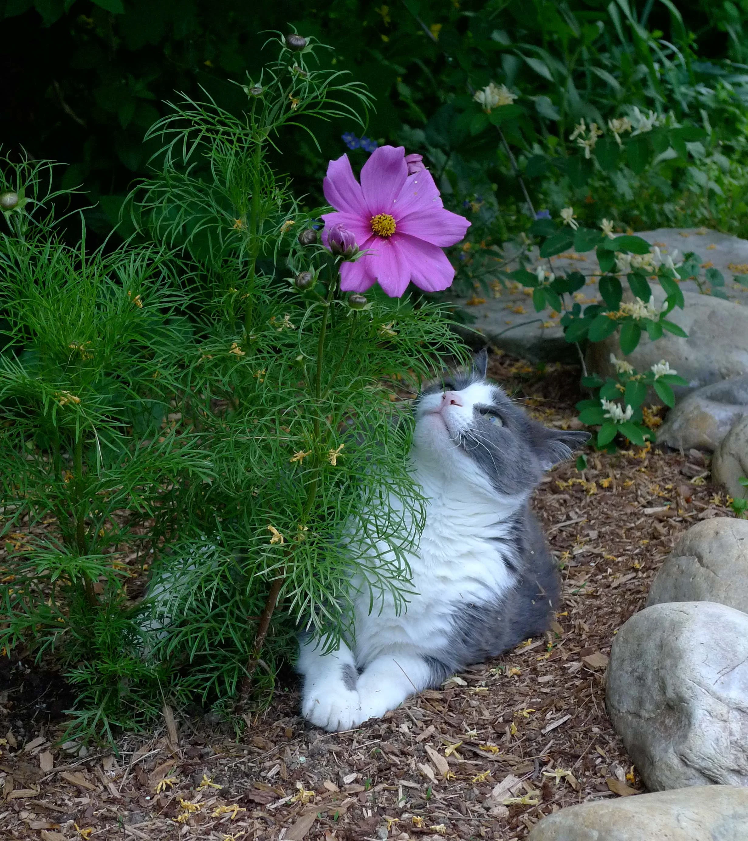 gracie sage