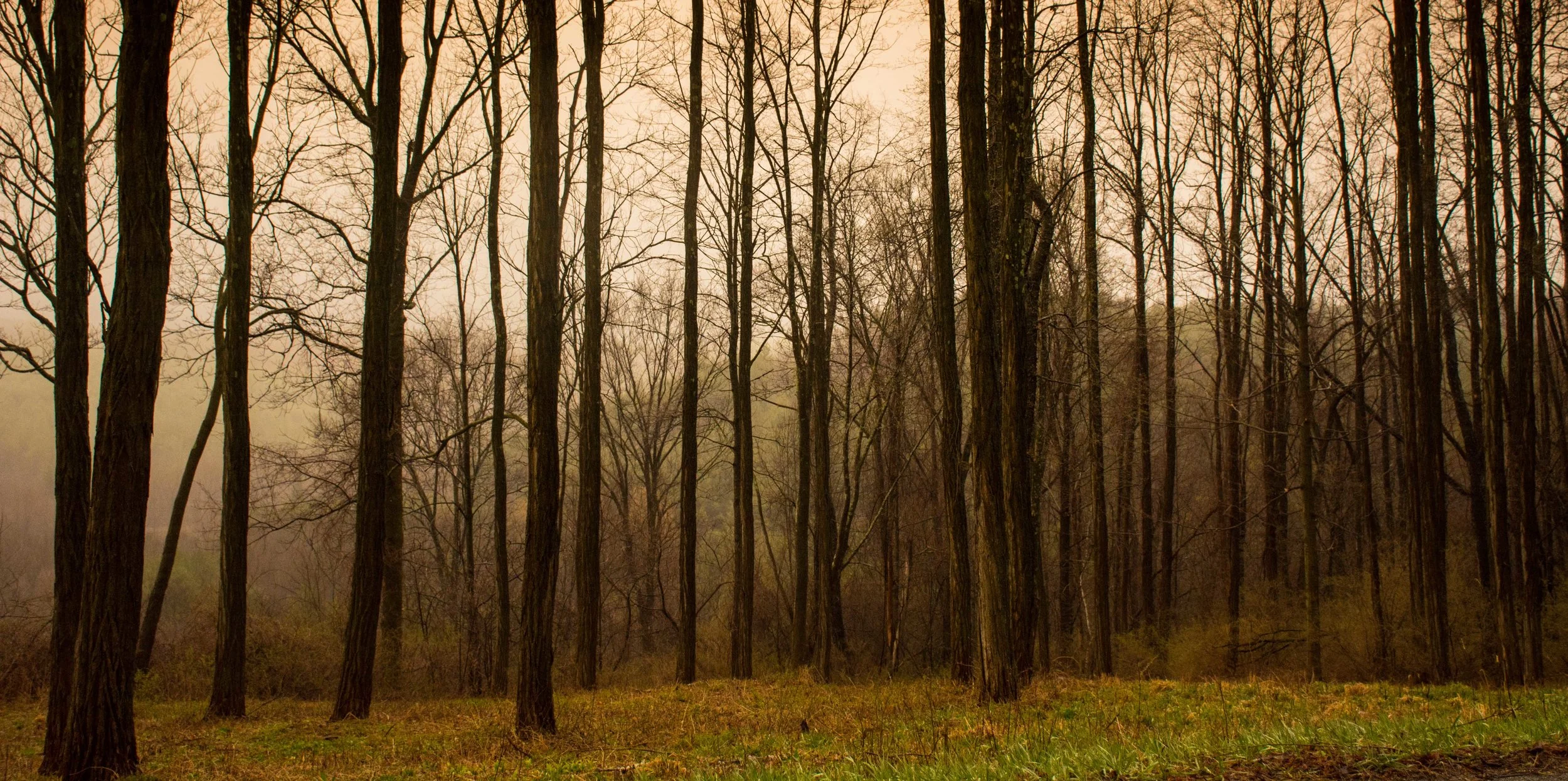 locust grove