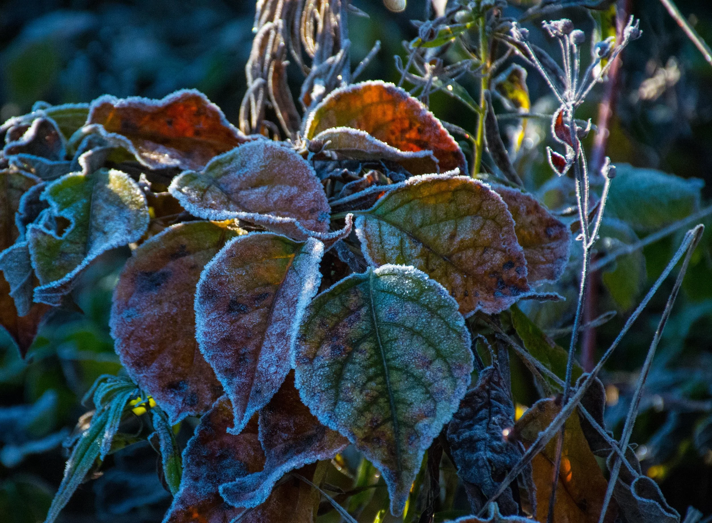 frozen leaves