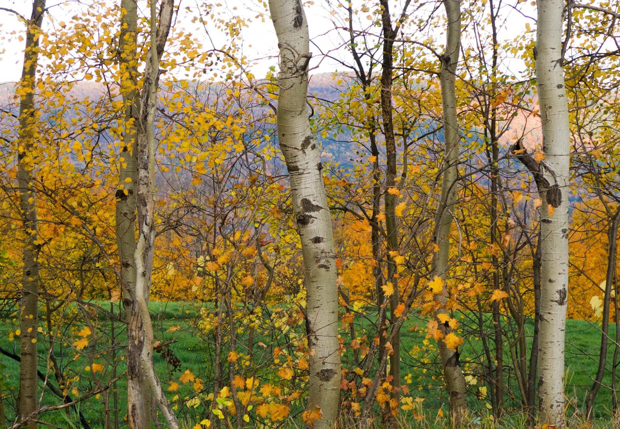 birches
