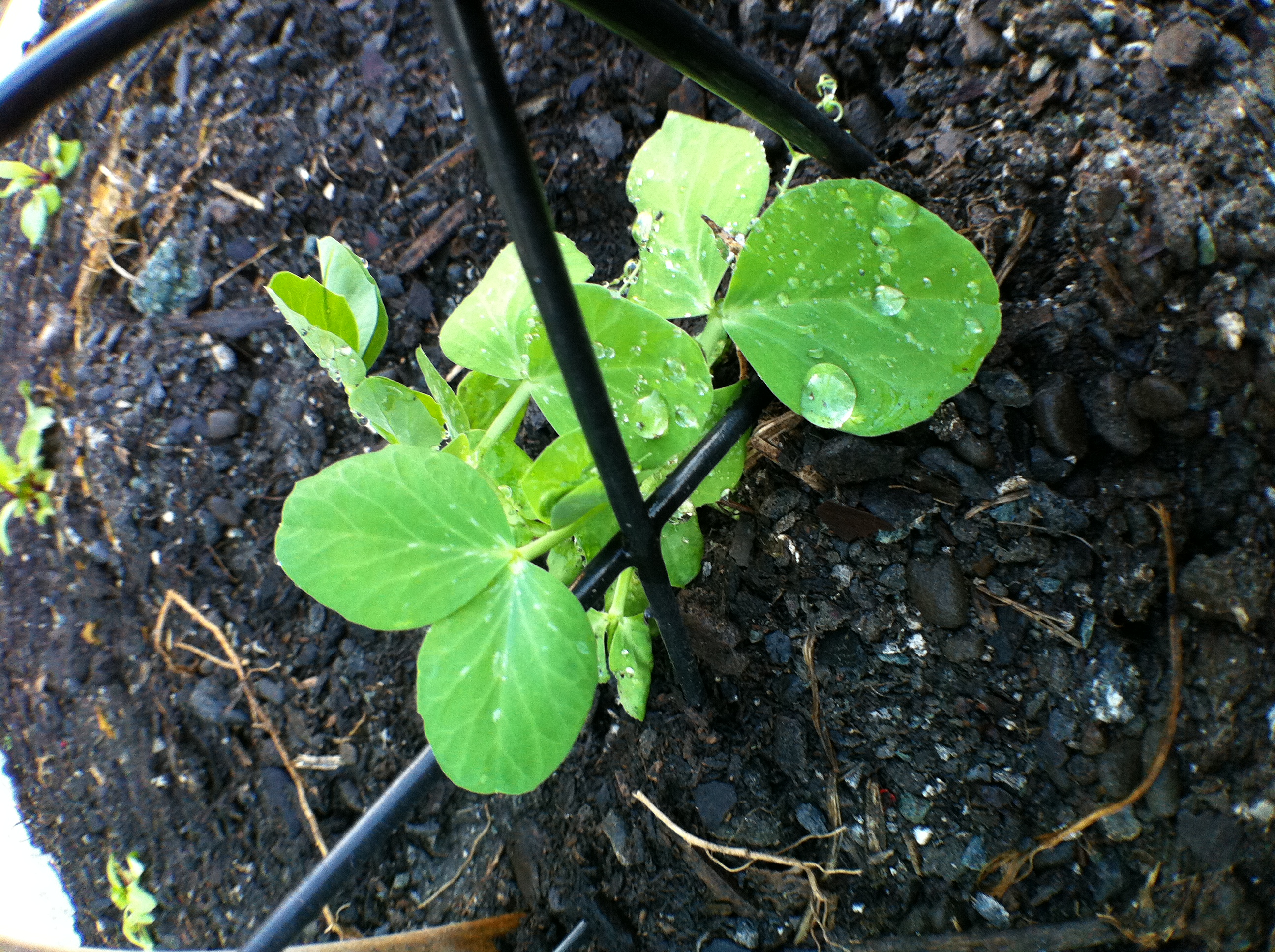 Snowpea Sprout.JPG