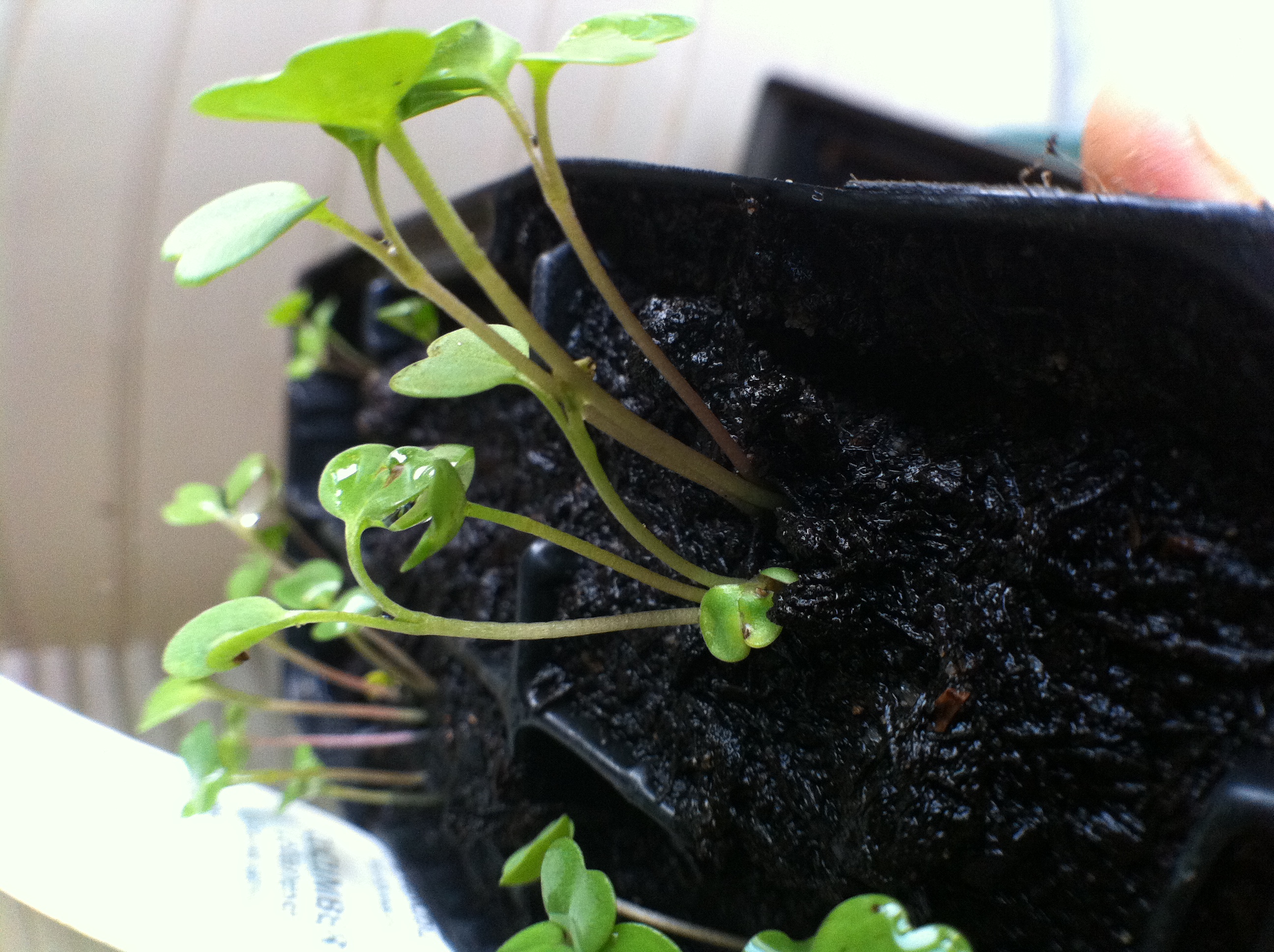 Sprouts.JPG