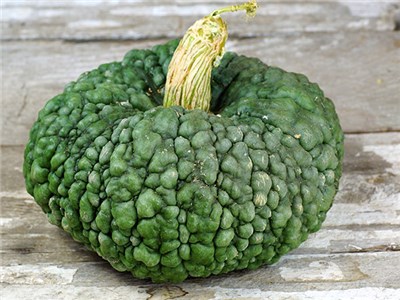 marina di chioggia pumpkin