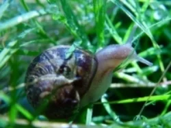 Snail.jpg