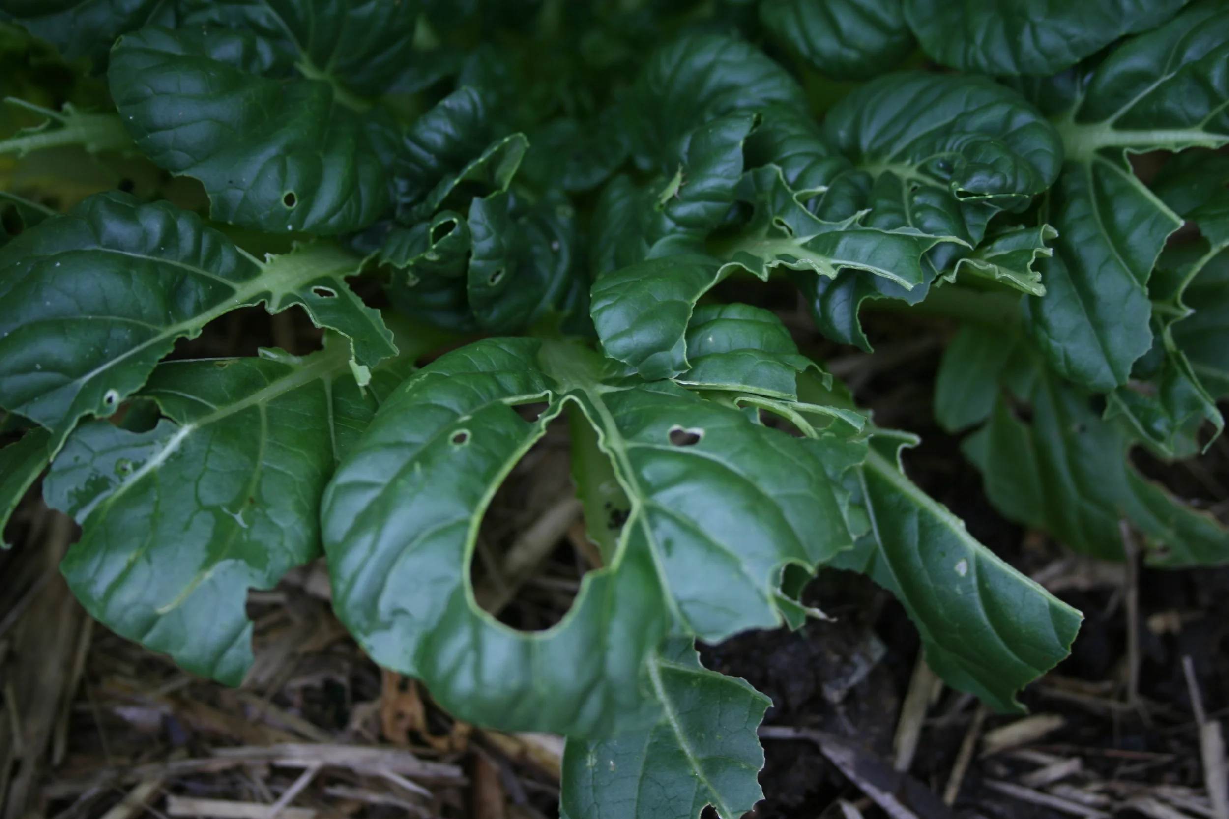 Getting Rid Of Pesky Little Critters Naturally