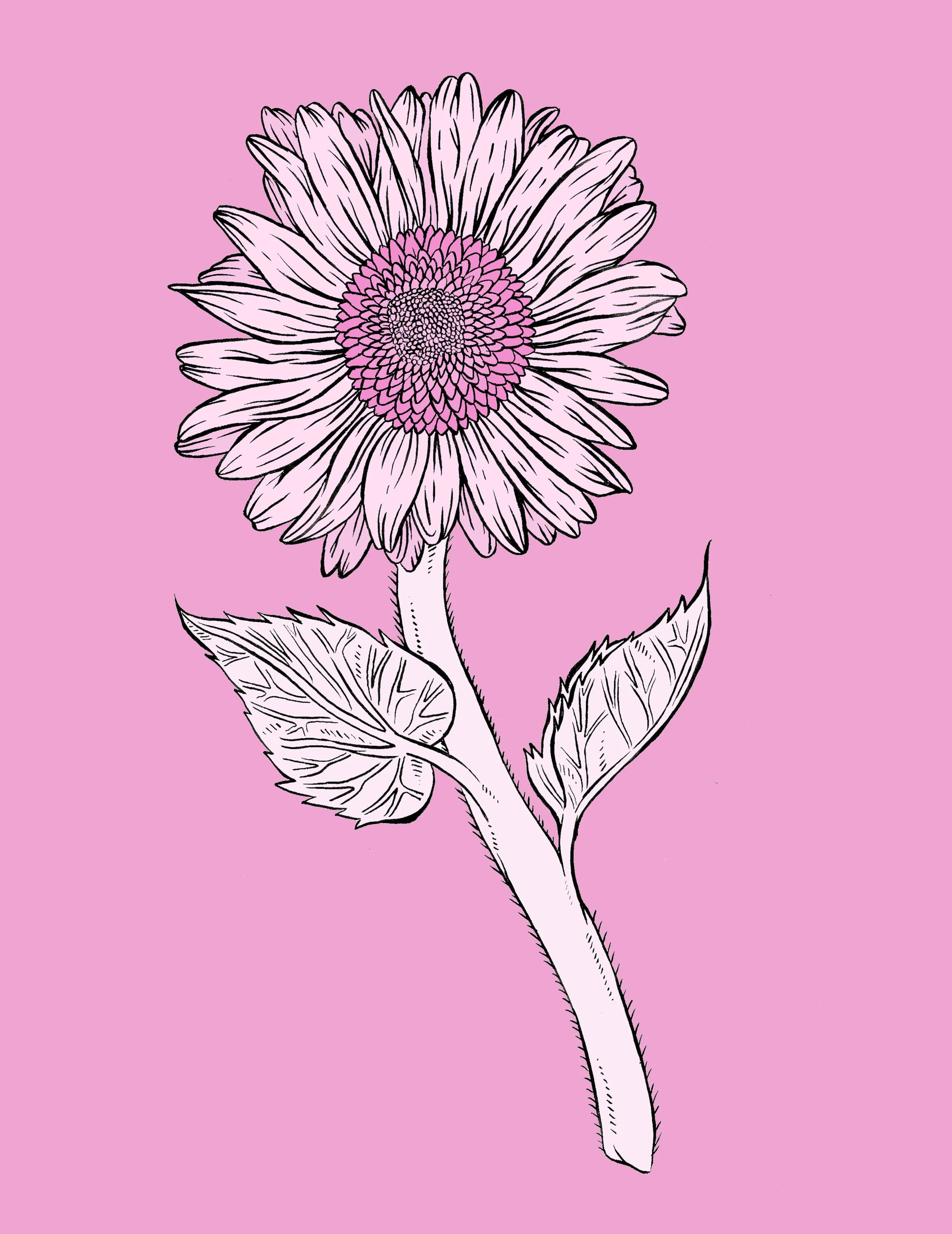 sunflower.jpg