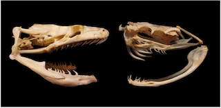 Skulls of burmese python ( Python molurus; left) and the black-tailed rattlesnake ( Crotalus molossus; right)