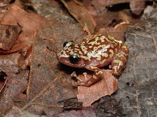 Eleutherodactylus ( Syrrhophus ) grünwaldi from Manantlán, Colima, Mexico.