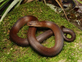Coniophanes alvarezi from near San Cristobal de las Casas, Chiapas, Mexico
