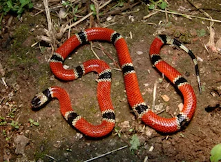 Micrurus distans oliveri from Minatitlán, Colima, Mexico