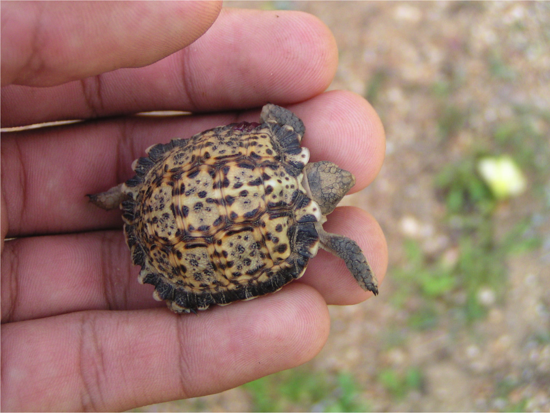 smallest tortoise in the world