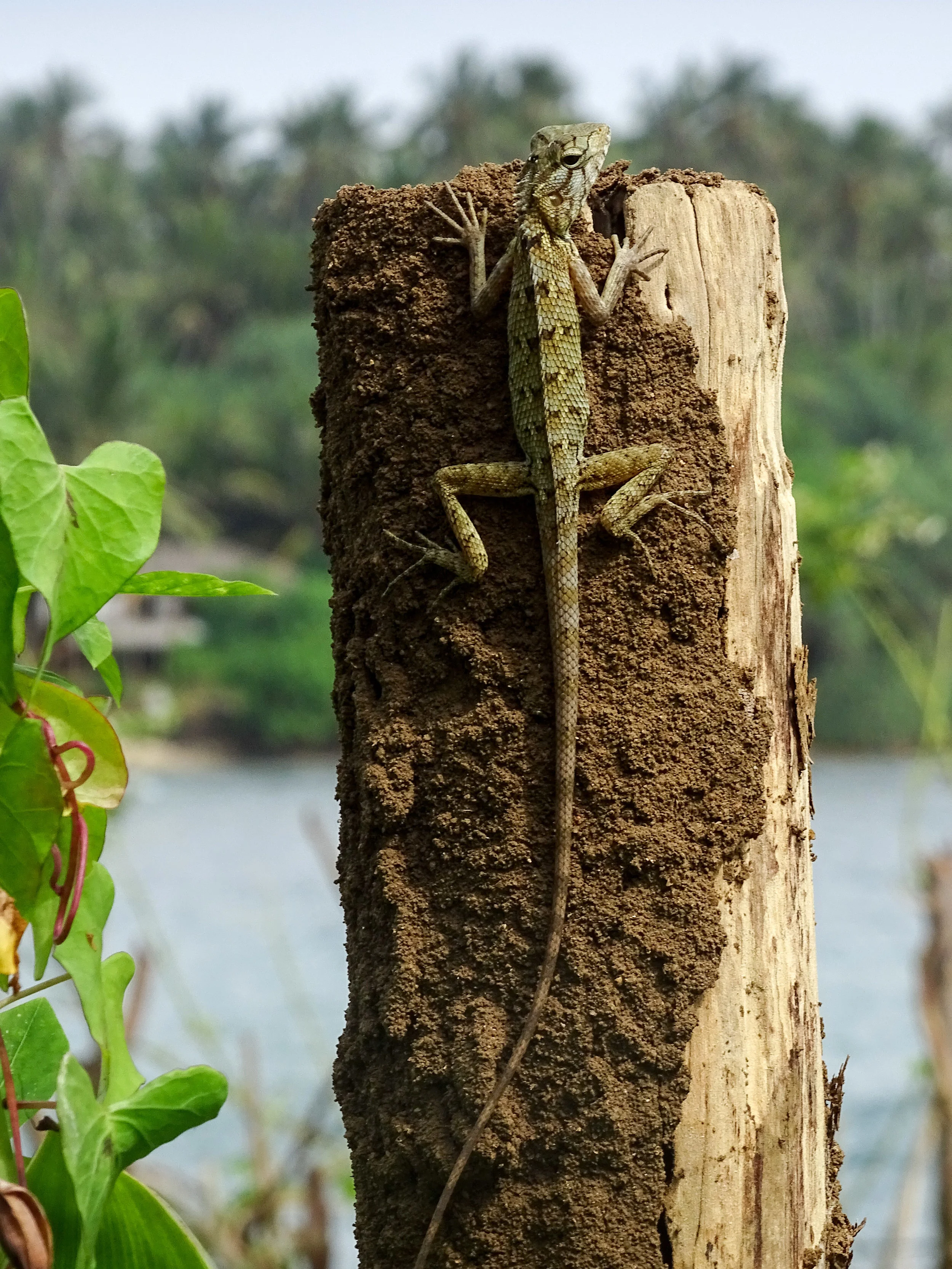 SriLanka_2016-8.jpg