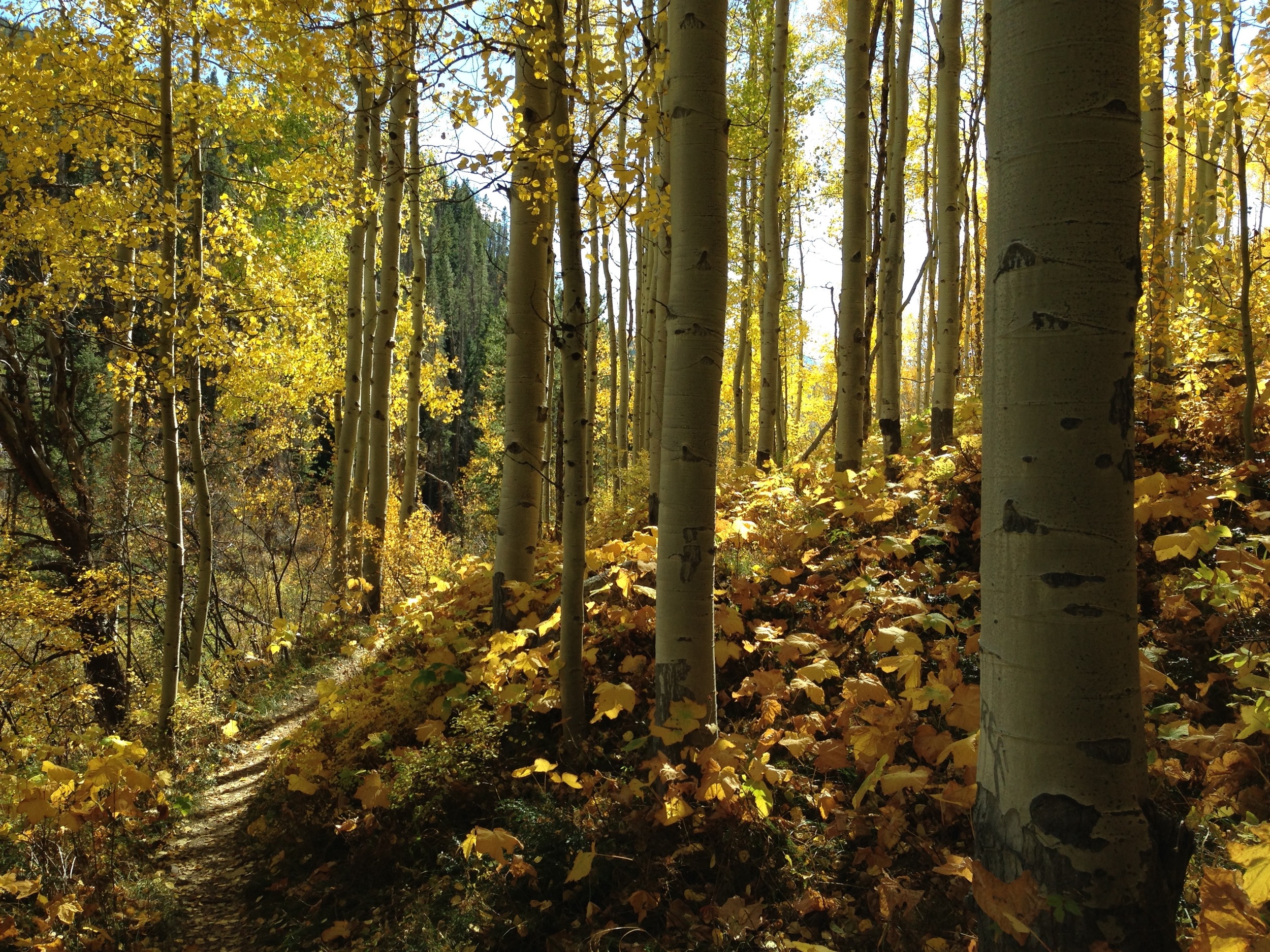  A magical gem of a forest along the Two Elks tail, Vail, CO 