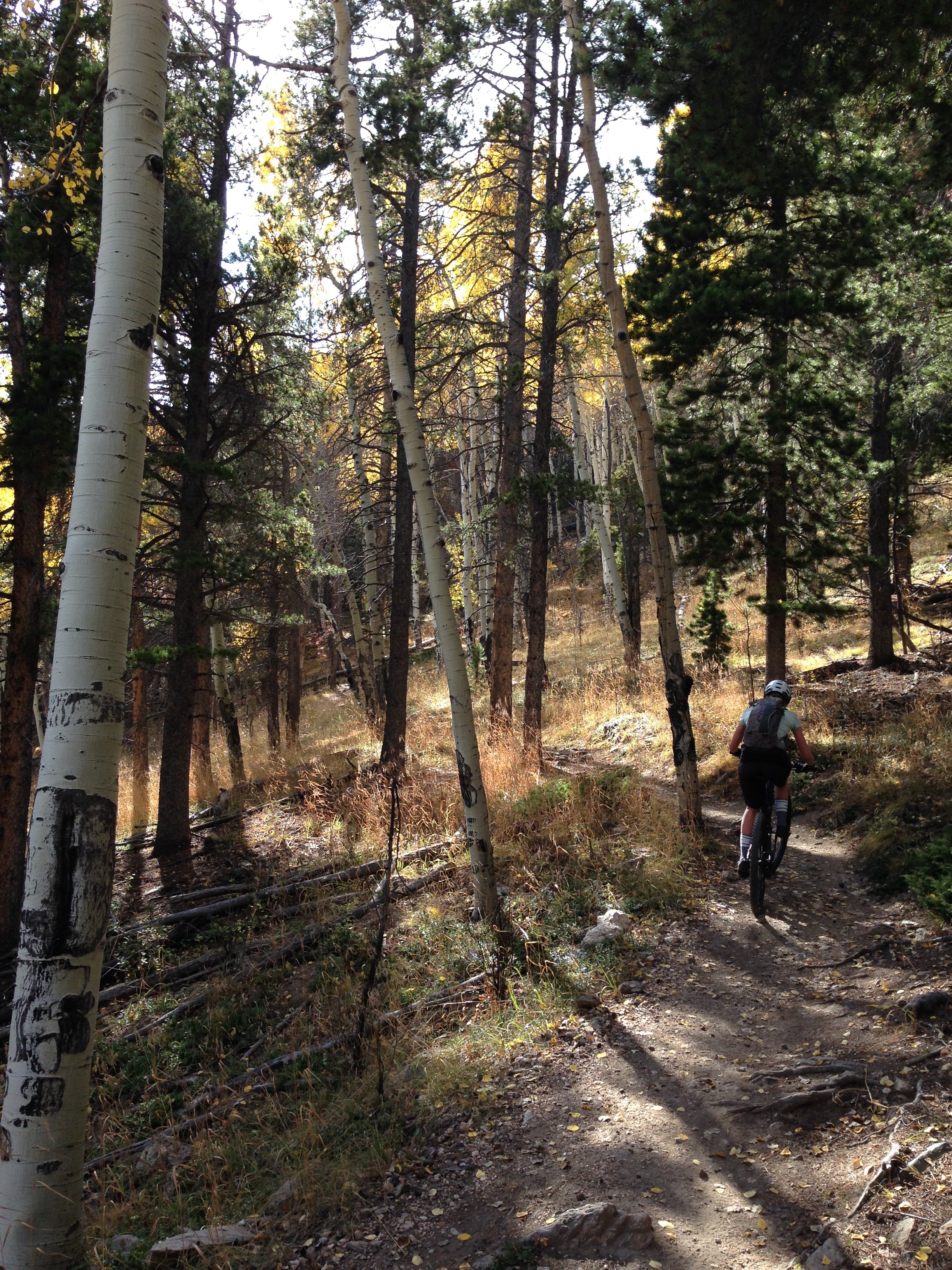  Part of the brutal climb up Bergen Peak trail, Evergreen, CO 