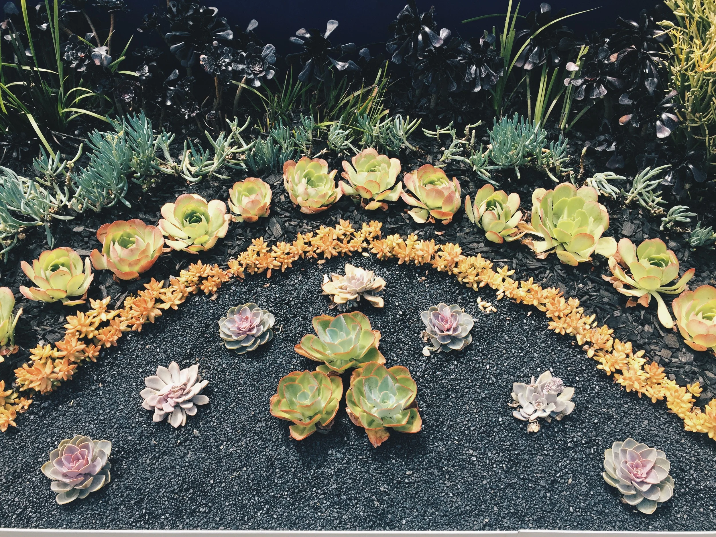 pretty garden, venice beach