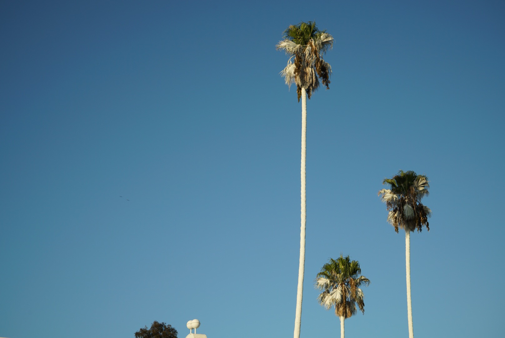 vincent l'amoureux installation, sunset - the palm leaves aren't white anymore :( 
