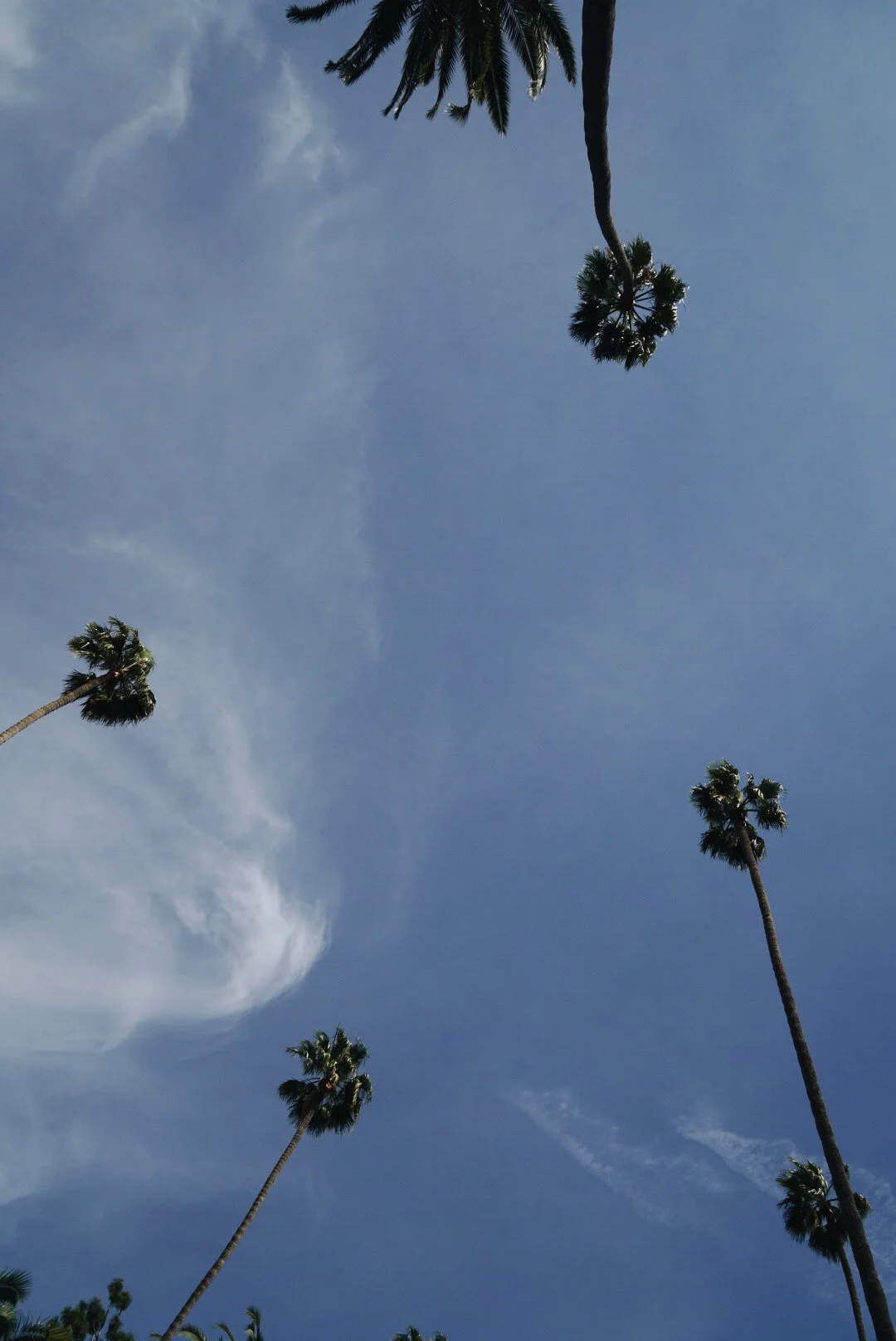 Tall Palms, Beverly Hills