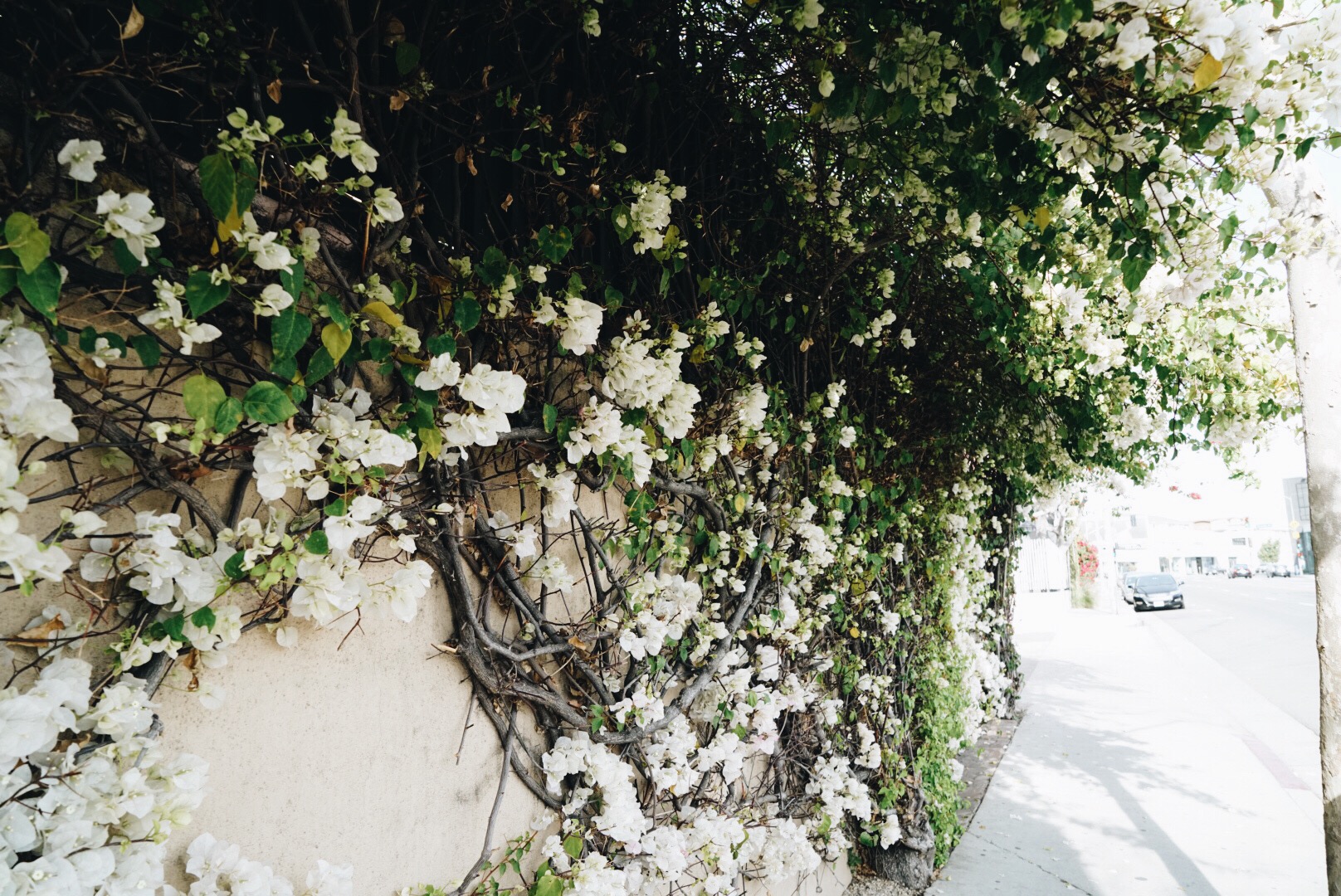 Pretty Flowers, Melrose Avenue