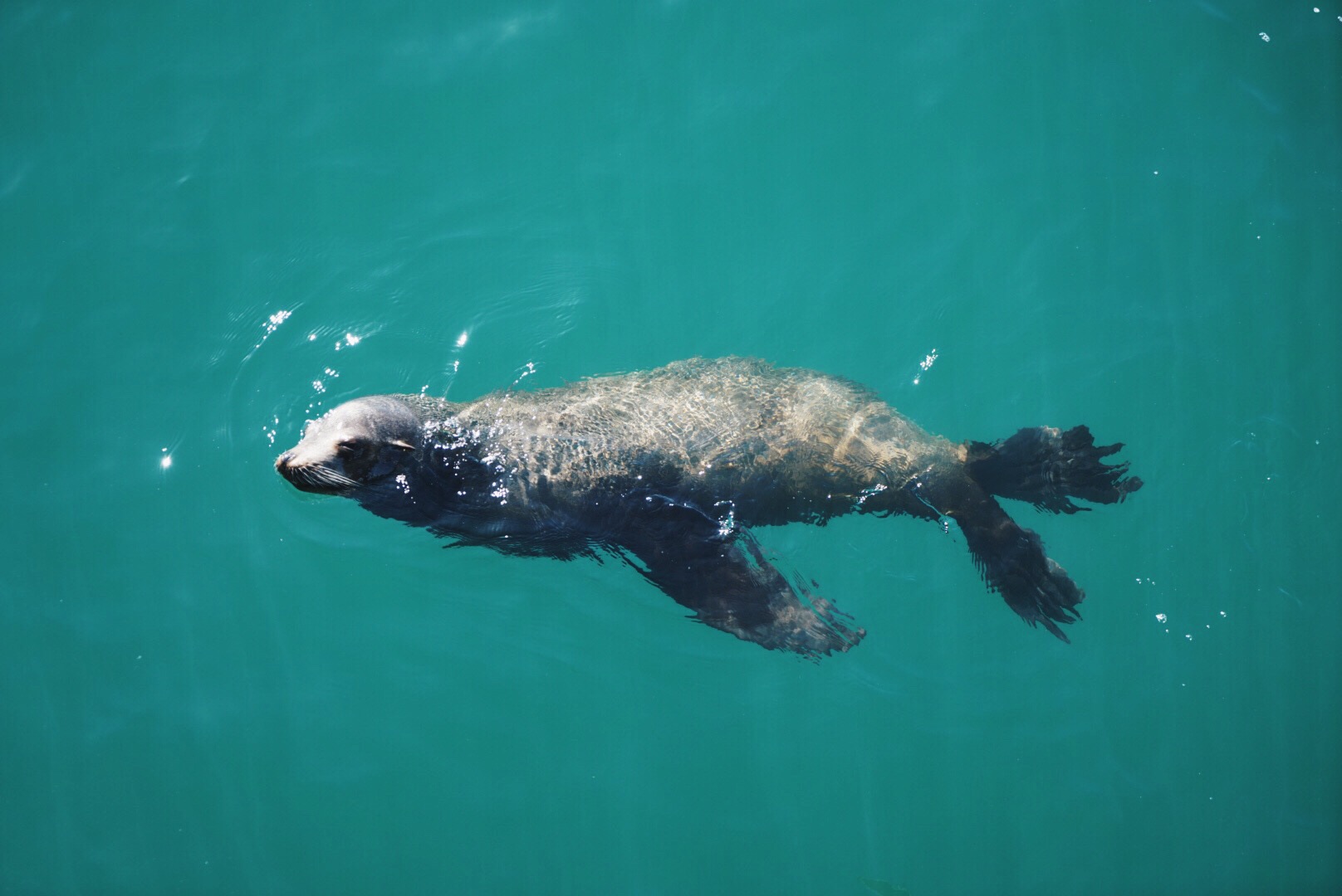 A sealion came to say hello!