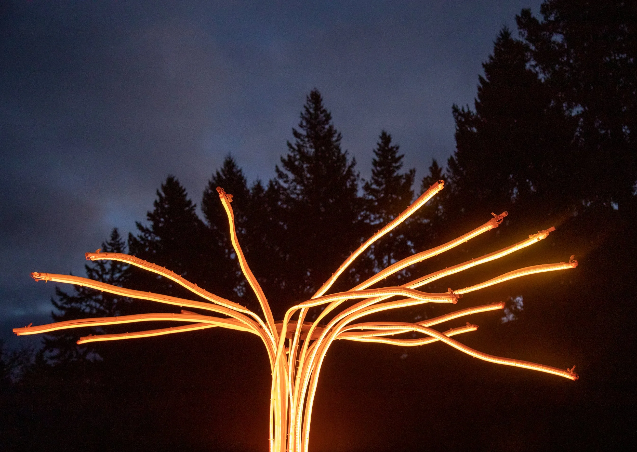 2021_SquiggleTree_A4-1.jpg