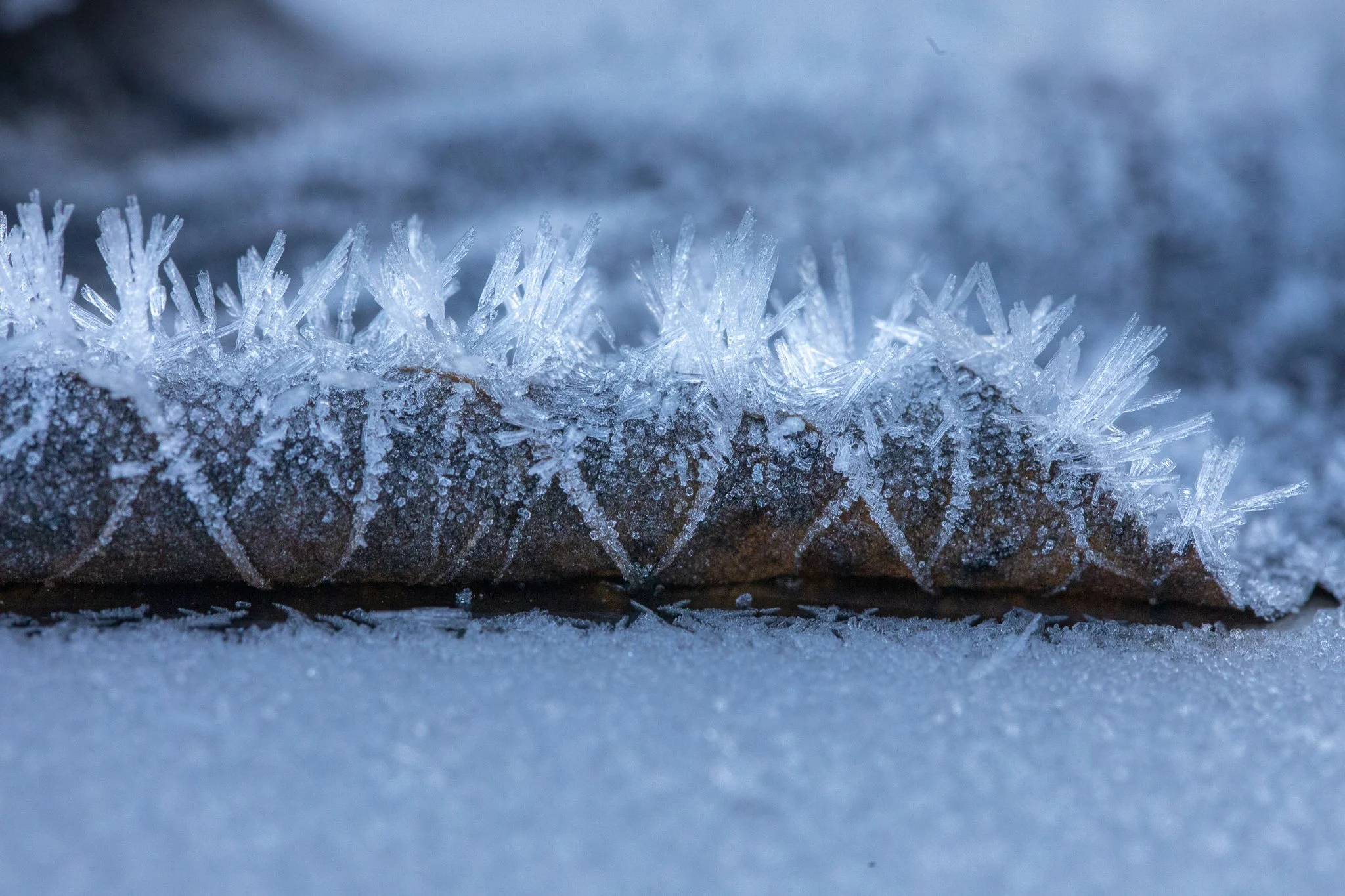 FrozenFingers_15June_PhotosbyLeigh-3.jpg