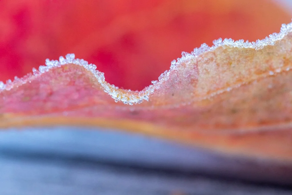 FrozenLeaves_PhotosbyLeigh-1.jpg