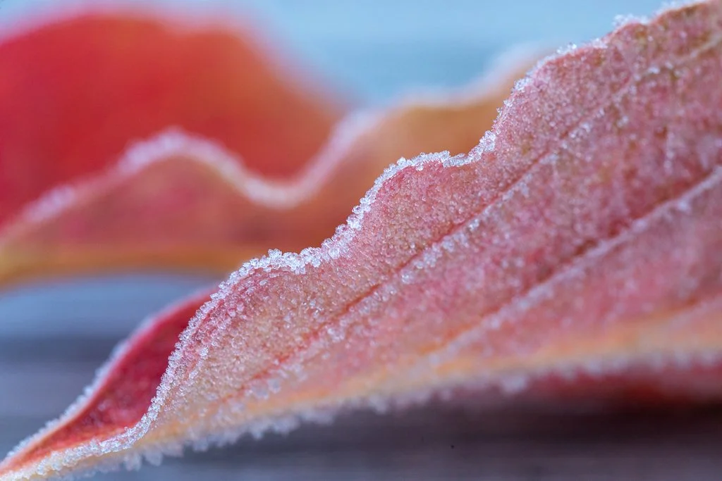 FrozenLeaves_PhotosbyLeigh-2.jpg
