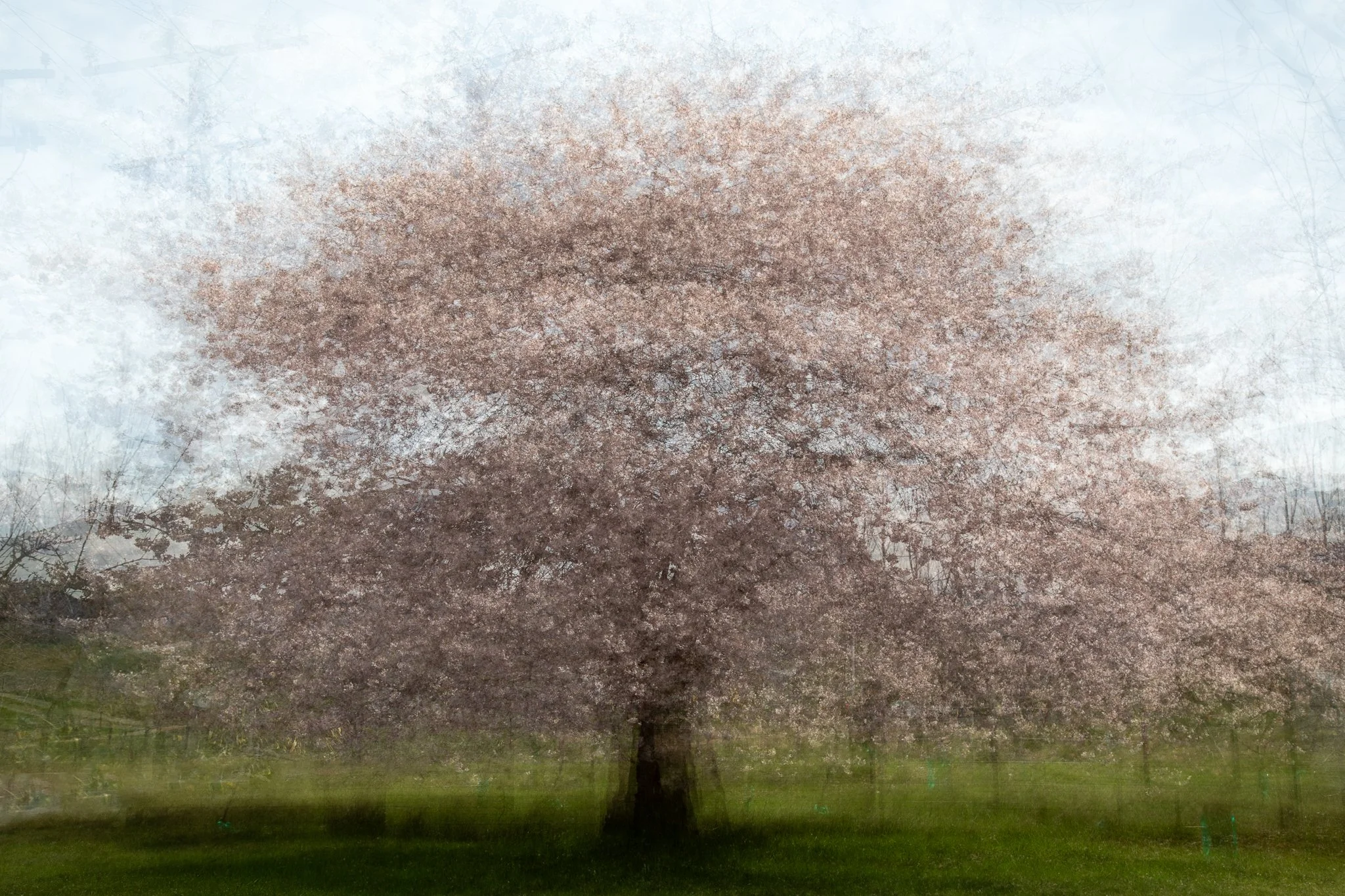 AtownBlossomTrees_Oct25_PhotosbyLeigh-1.jpg