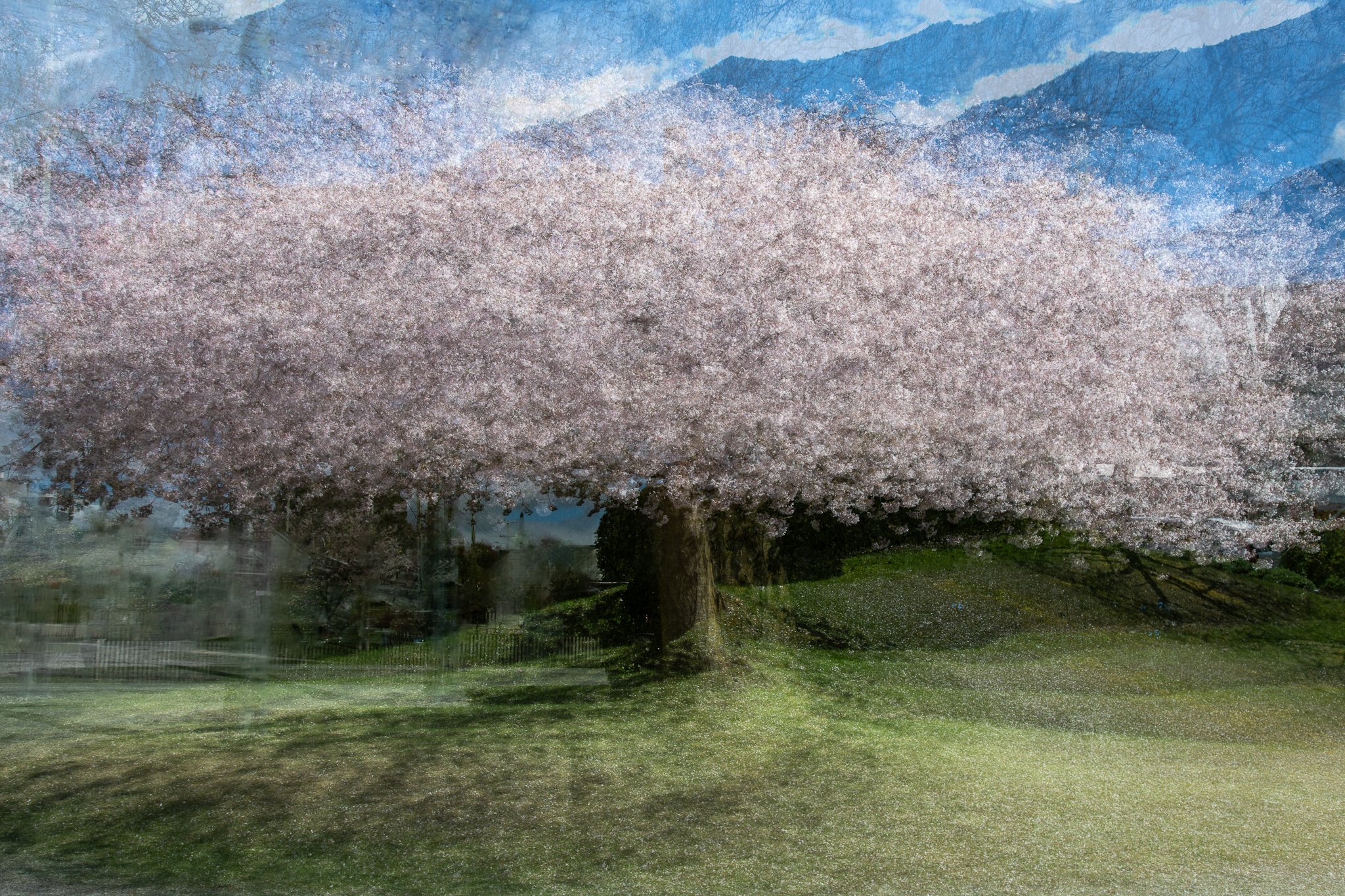 AtownBlossomTrees_Oct25_PhotosbyLeigh-2.jpg