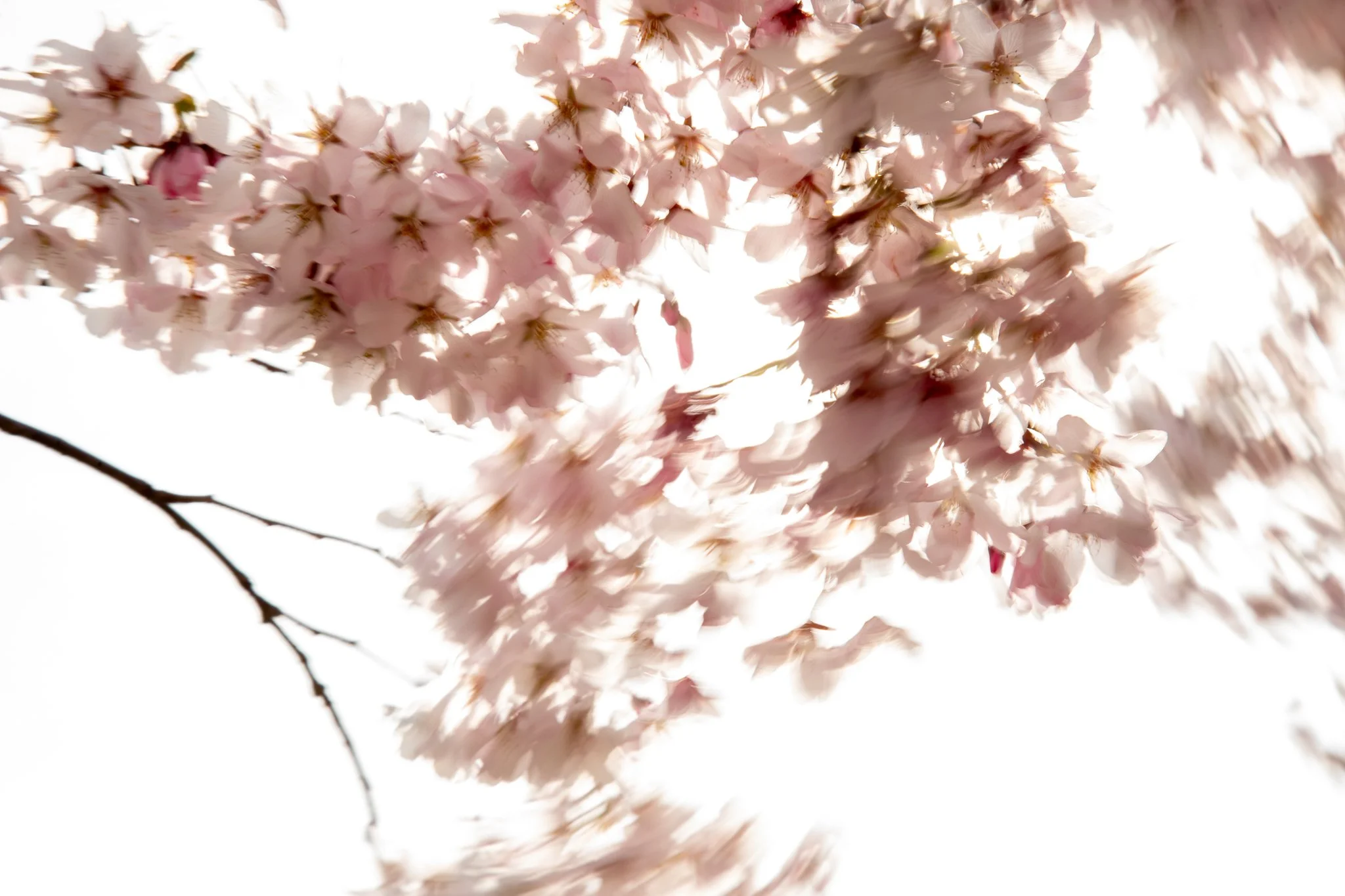 SpringBlossom_1Oct_PhotosbyLeigh-3.jpg