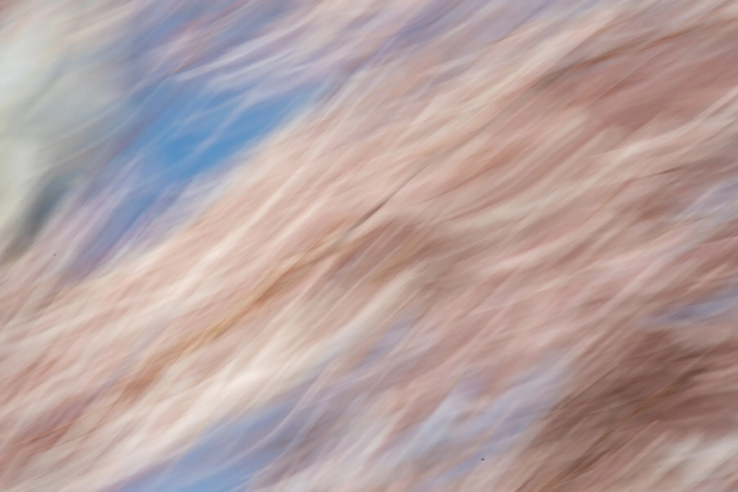 7Blushnad BluePhotosbyLeigh-1.jpg