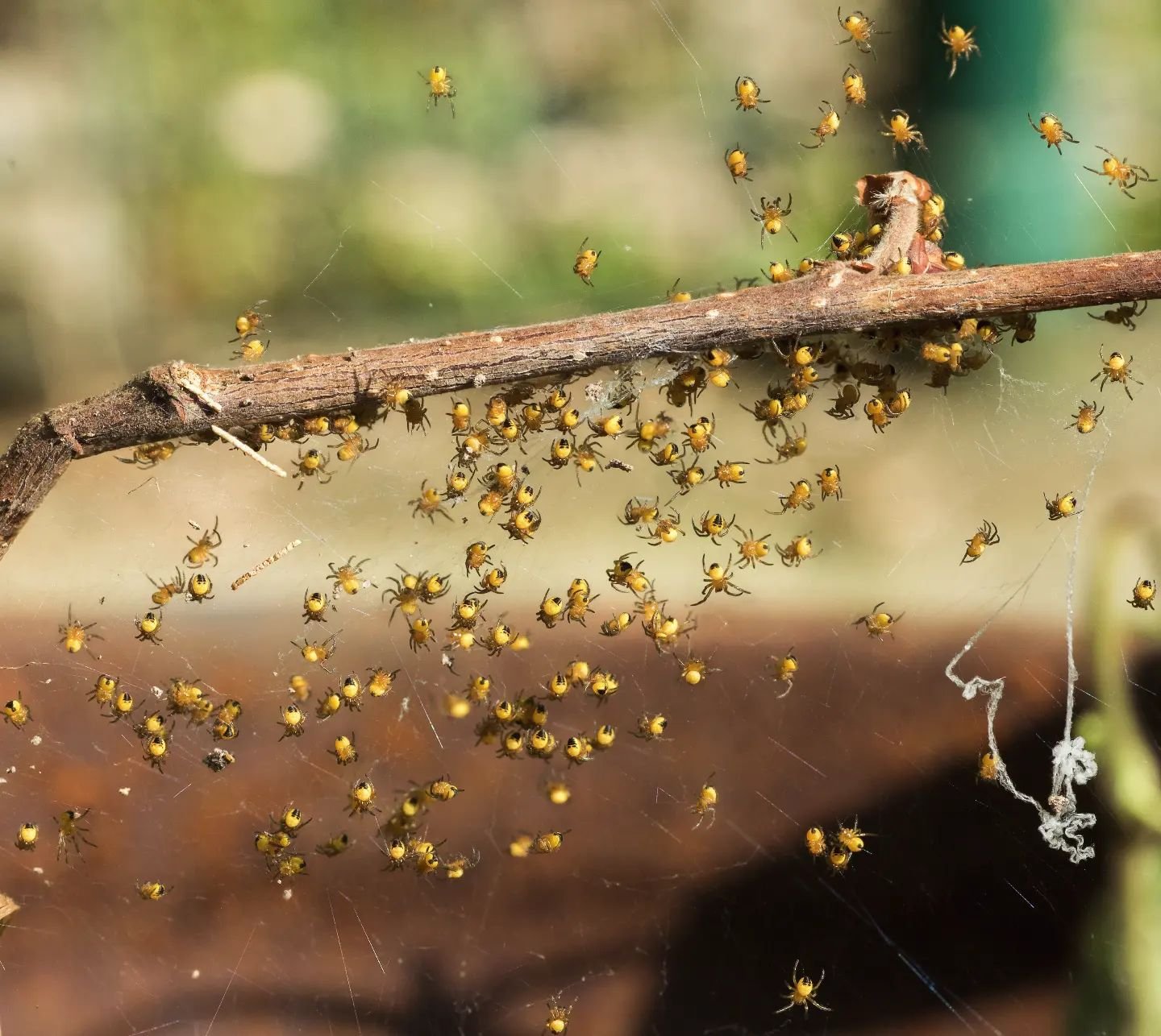 One last picture in the theme of &quot;interesting things I've seen in my garden&quot;. 

#2017 #naturephotography #spider #babyanimals