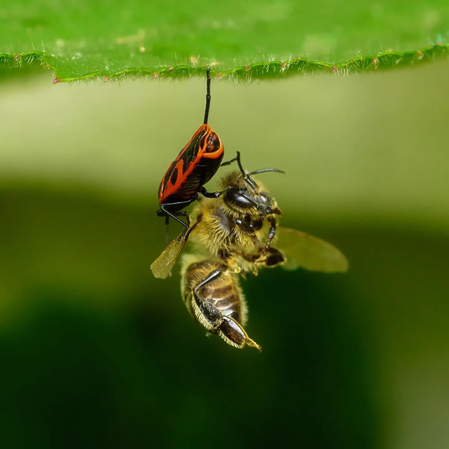 Probably one of the strangest insect interaction I've ever witnessed ! You can't help but be amazed at that little guy's strength and determination ...

#2017 #insects #insect #amazing #astonishing #bee #macrophotography #naturephotography