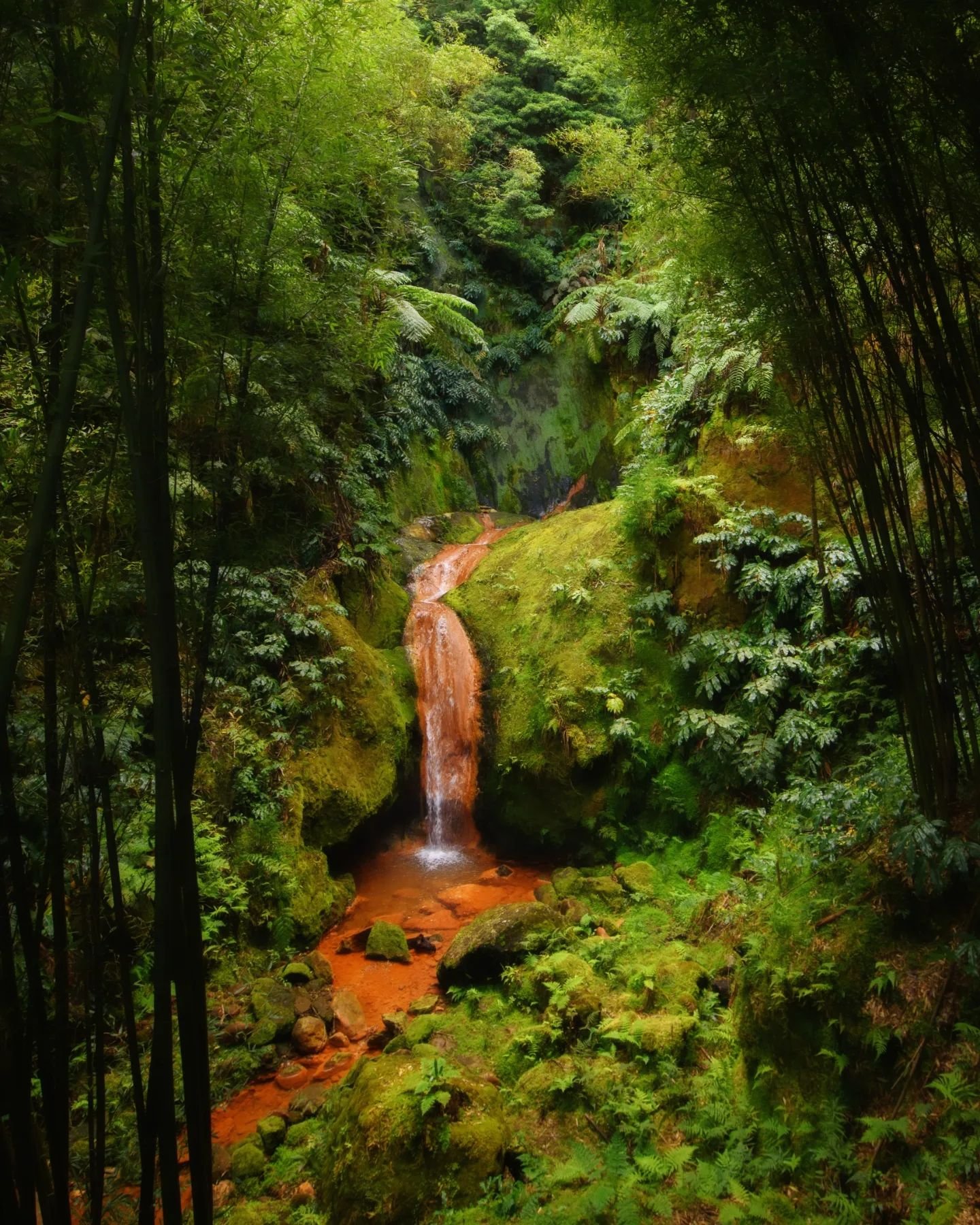 Hard to believe that these lush rainforest landscapes only are a few km away from the barren black beaches that I posted a few days ago...

#lush #2017 #azores #rainforest #jungle #travelphotography #contrast