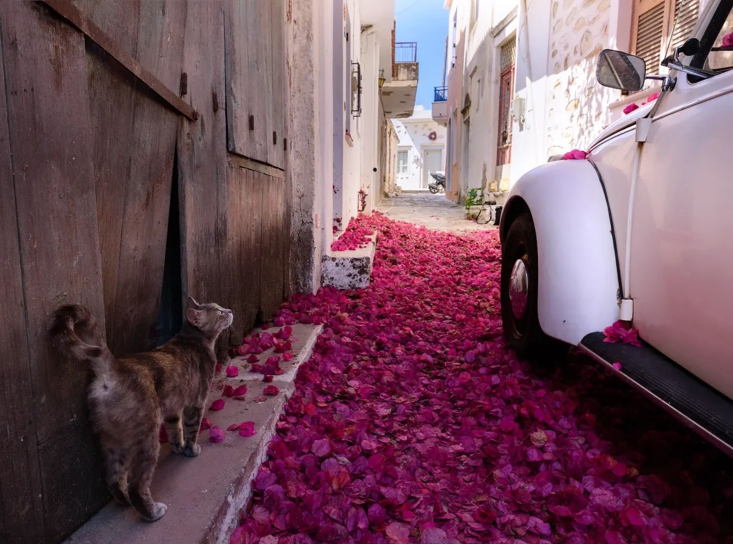 That surreal moment almost seemed too pretty to be true !

#2017 #parosisland #greektravel #greekislands #catinstagram  #travelphotography #travelphotographer #straycat #pink