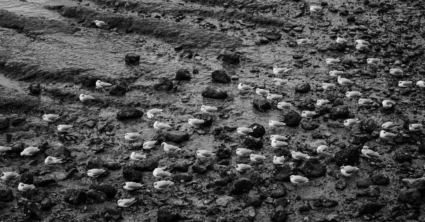 Crowded beach

#blackandwhitephotography #birdphotography #birdsofinstagram #seagulls #blackandwhiteanimals