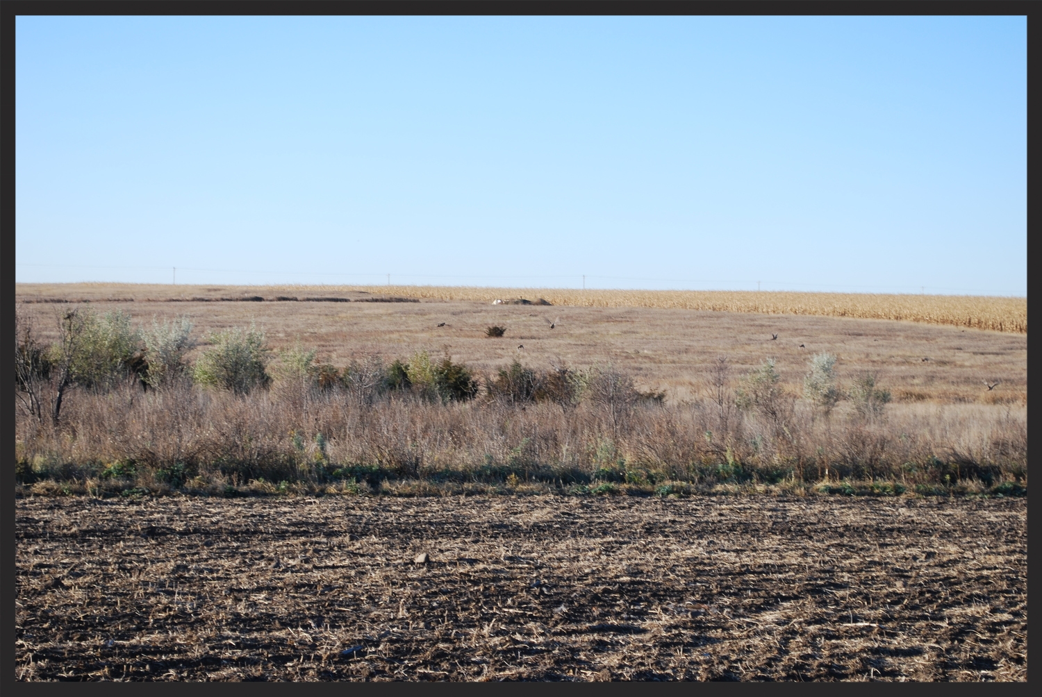 Pheasants can easily move from trees to food plots