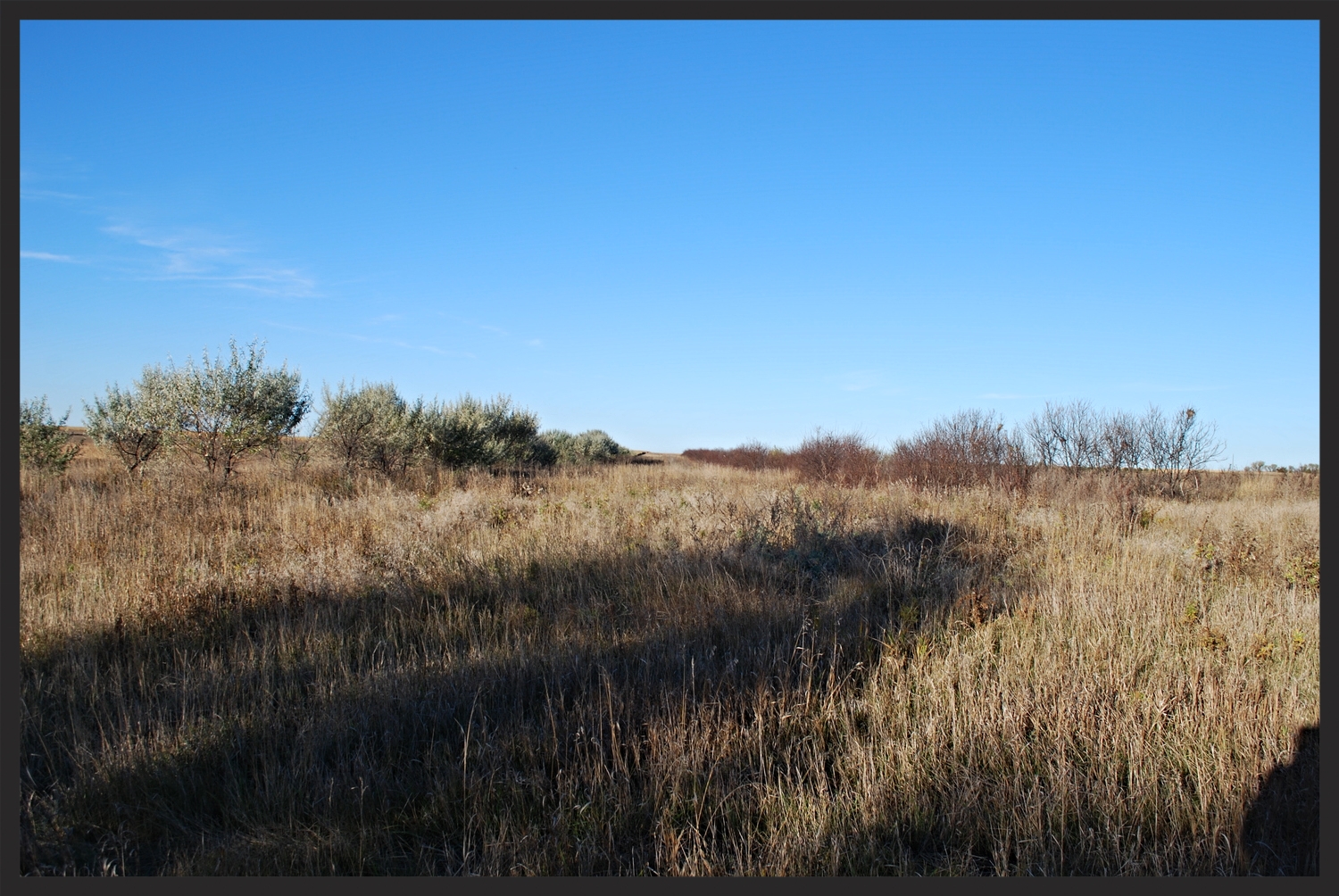 Trees provide great roosting for pheasants