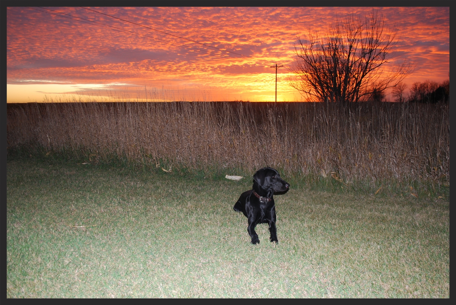Willson lays next to the CRP, listening to the cackles of rooster pheasants as the sun sets