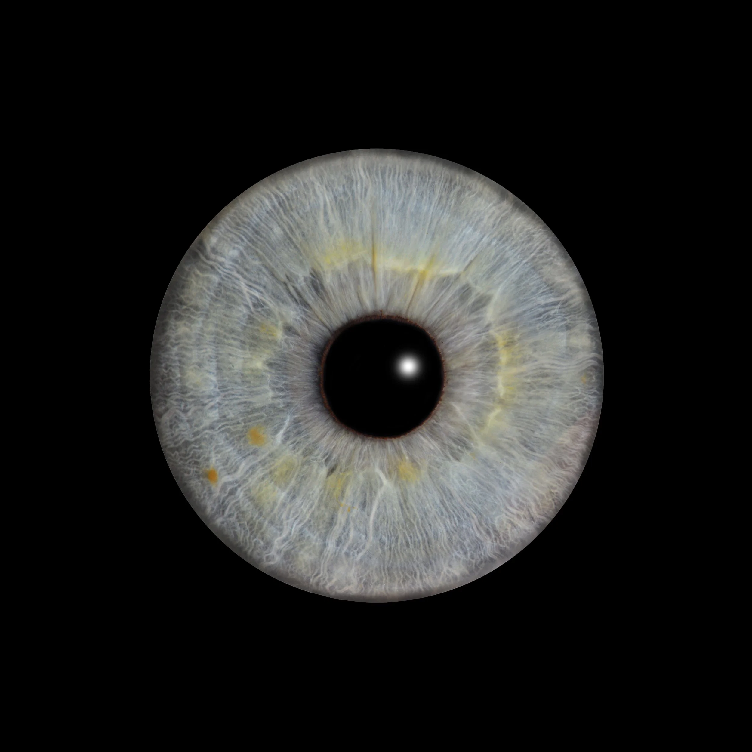 Iris SON.jpg