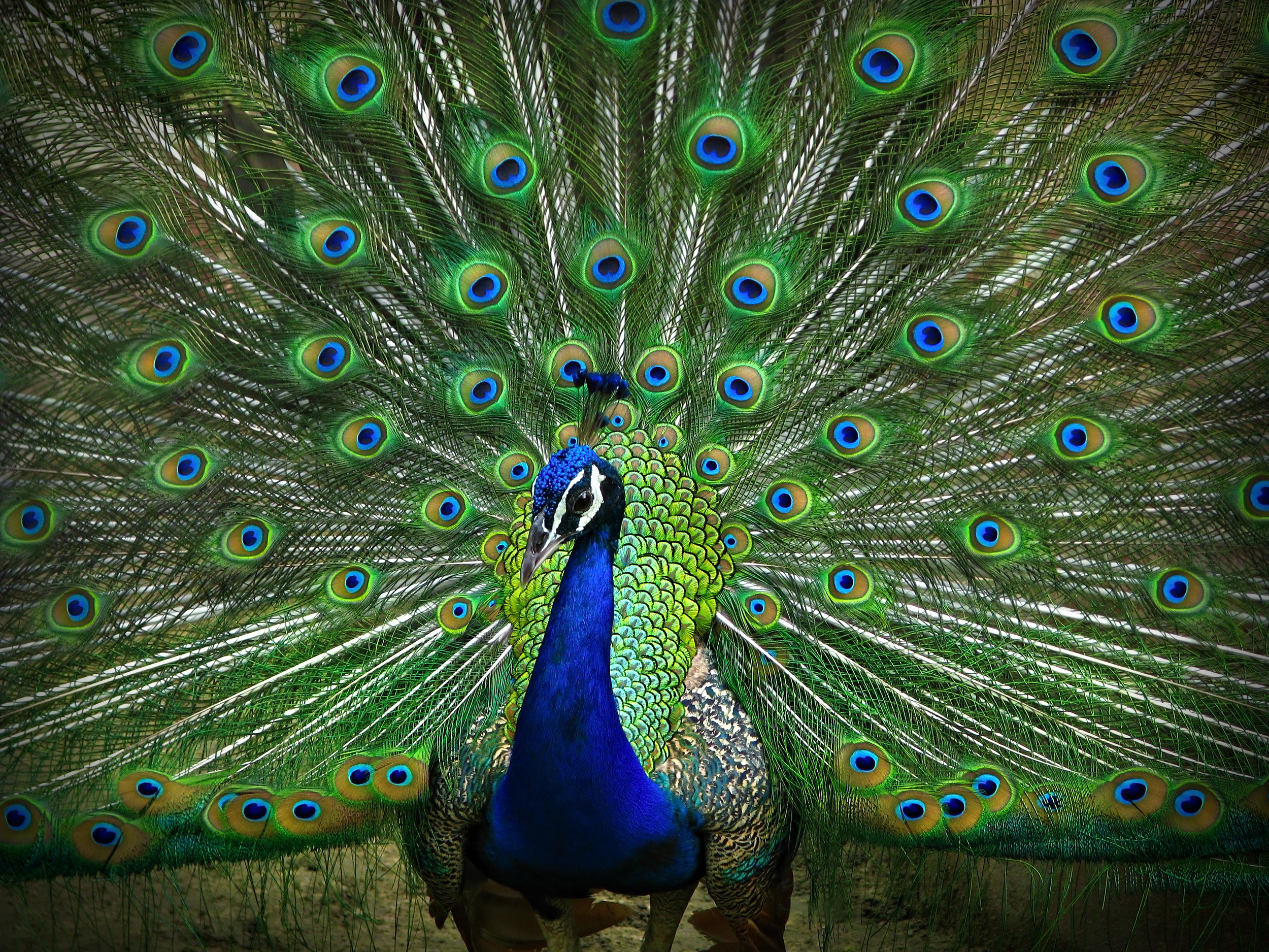 Photo by percom1/iStock / Getty Images