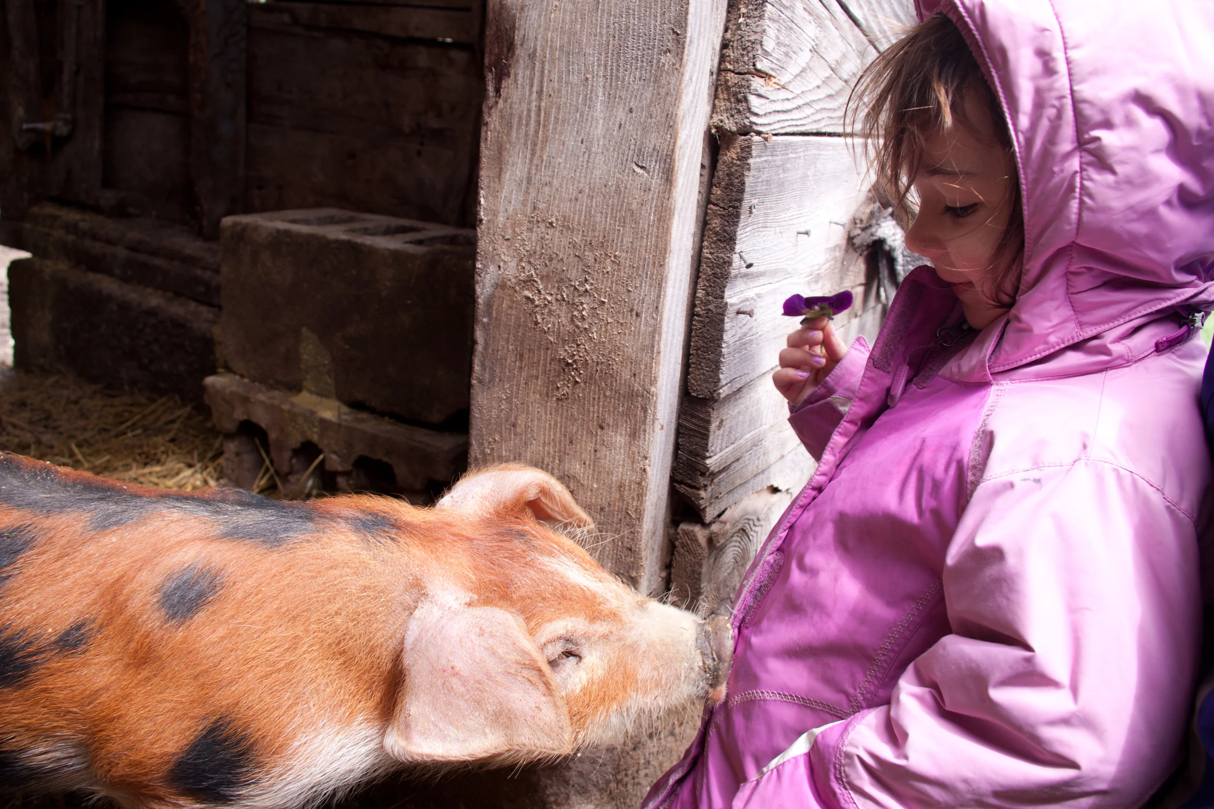 meeting the piggies