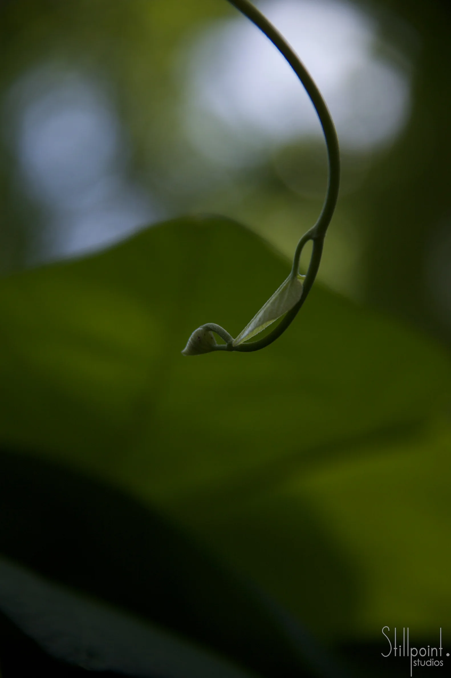 leaf budding