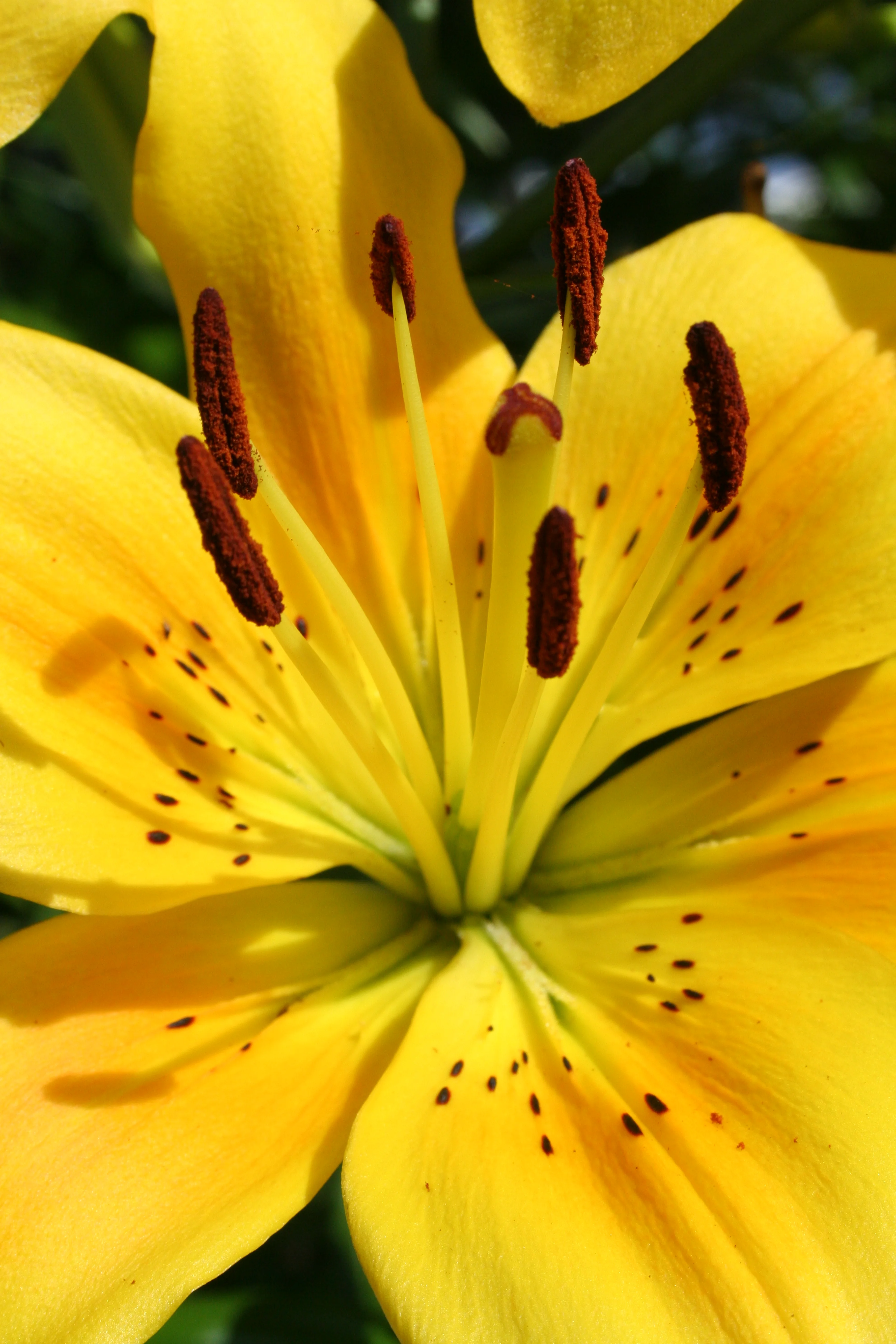 freckles on a flower