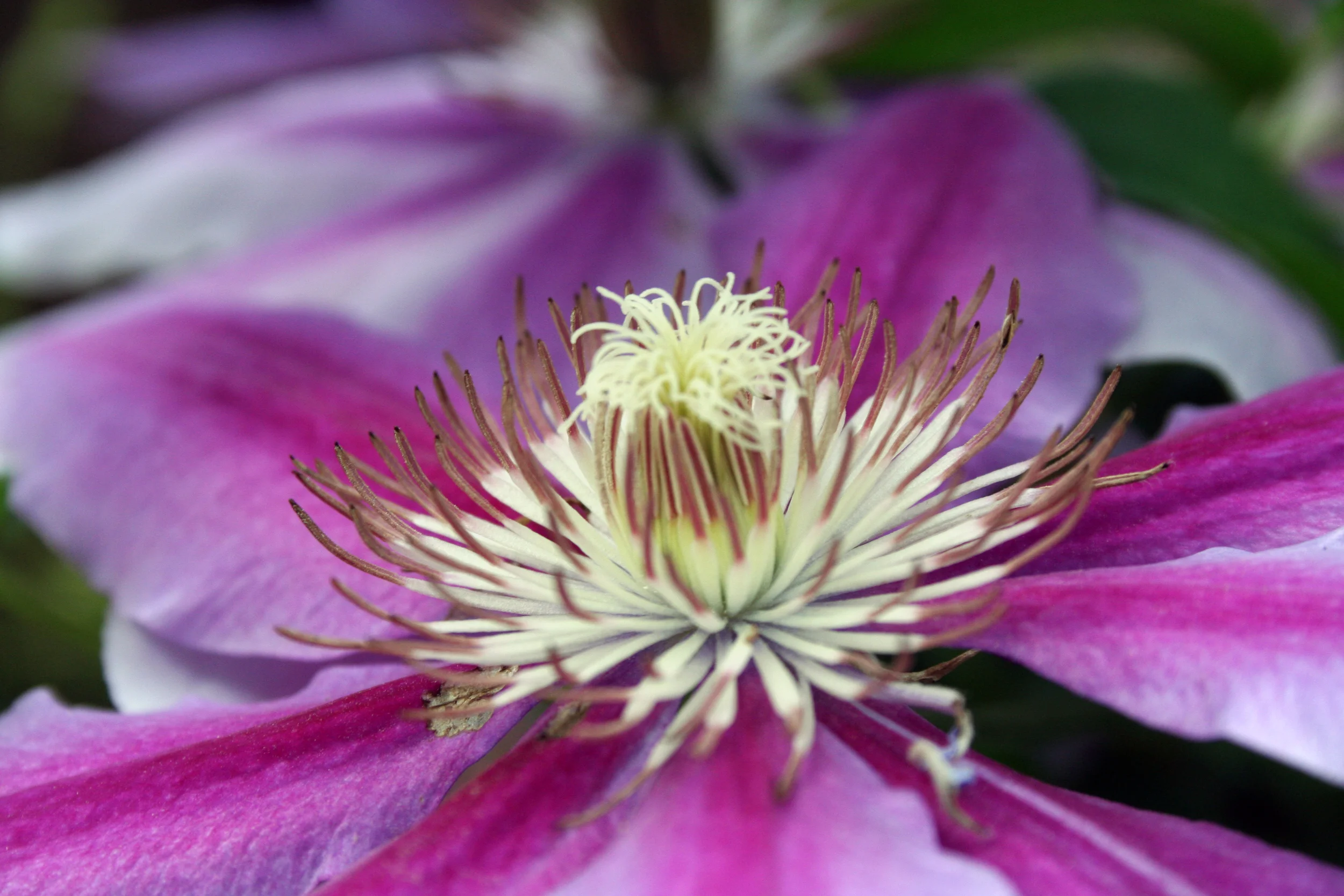 clematis